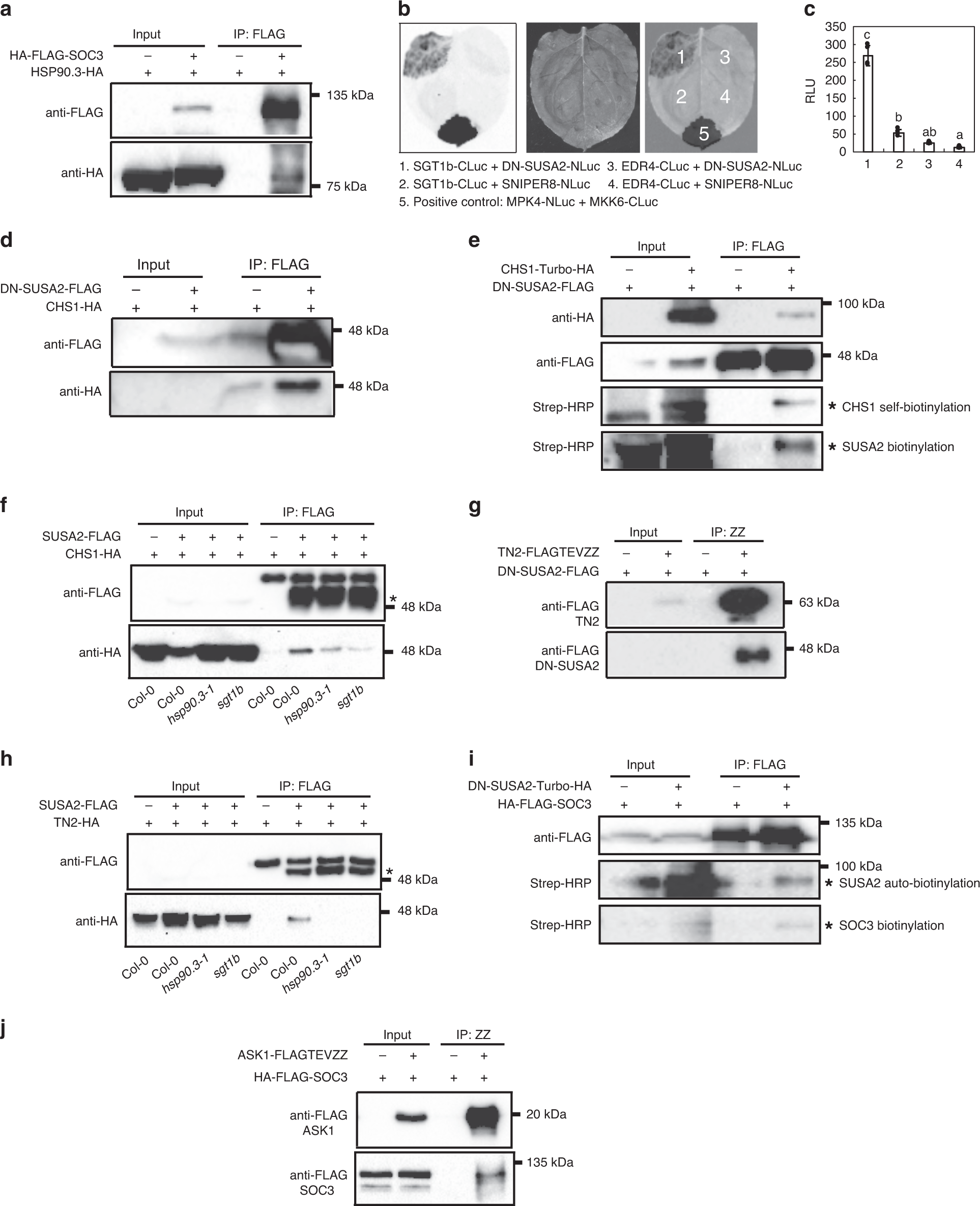 Fig. 6: Protein–protein interactions between the NLR pair SOC3–CHS1 or SOC3-TN2 and SCFSUSA2.