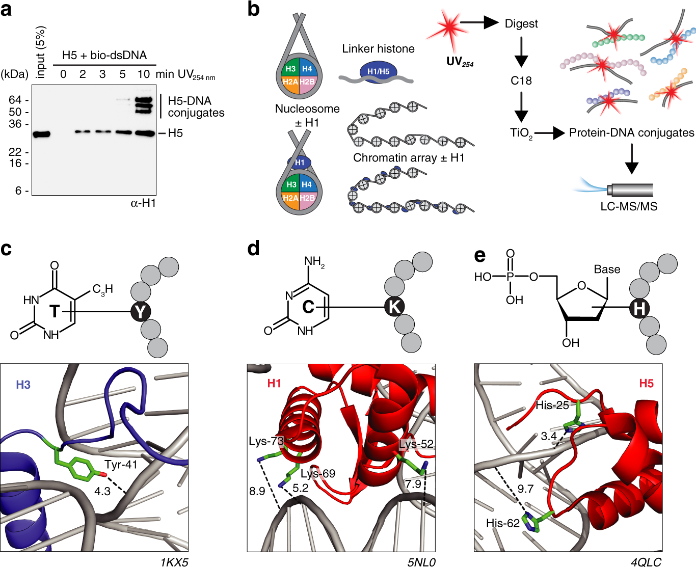 Analysis of protein-DNA interactions in chromatin by UV induced cross-linking and mass spectrometry | Nature Communications