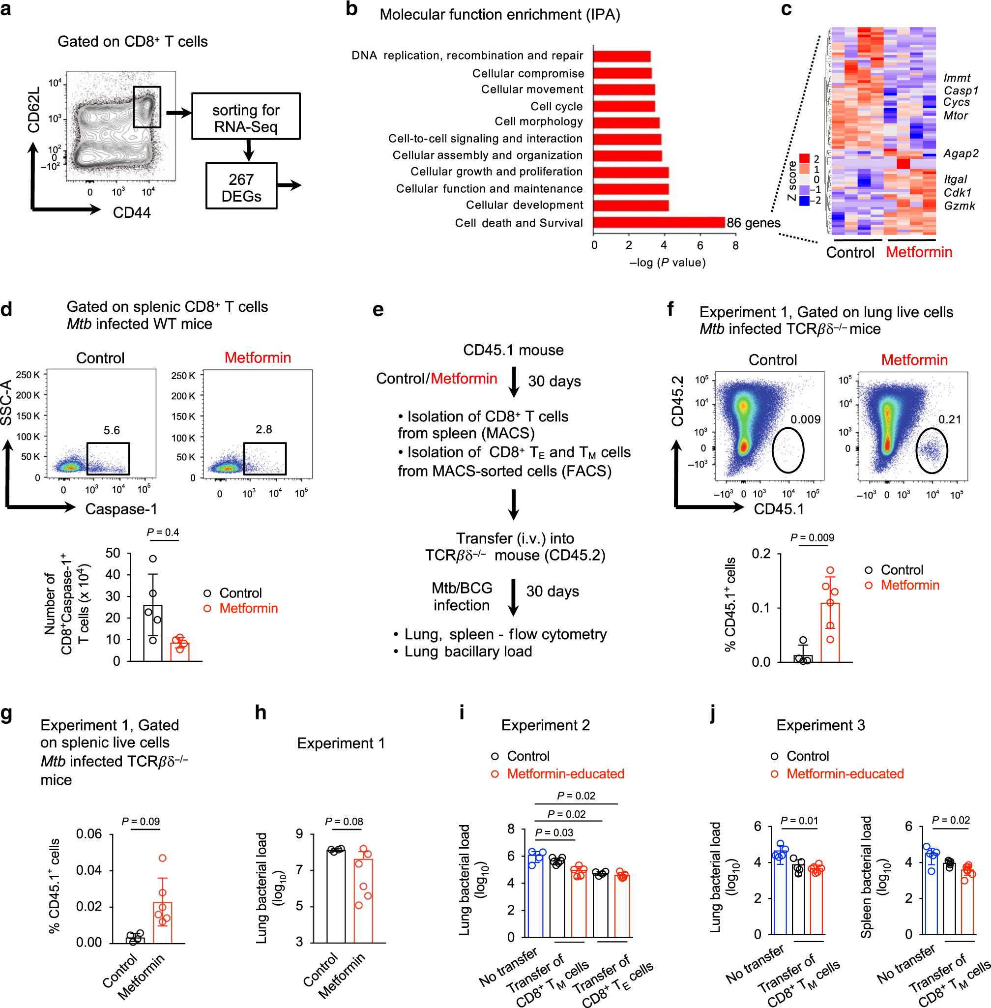 Fig. 4: Metformin reprograms gene expression of CD8+ TM cells.