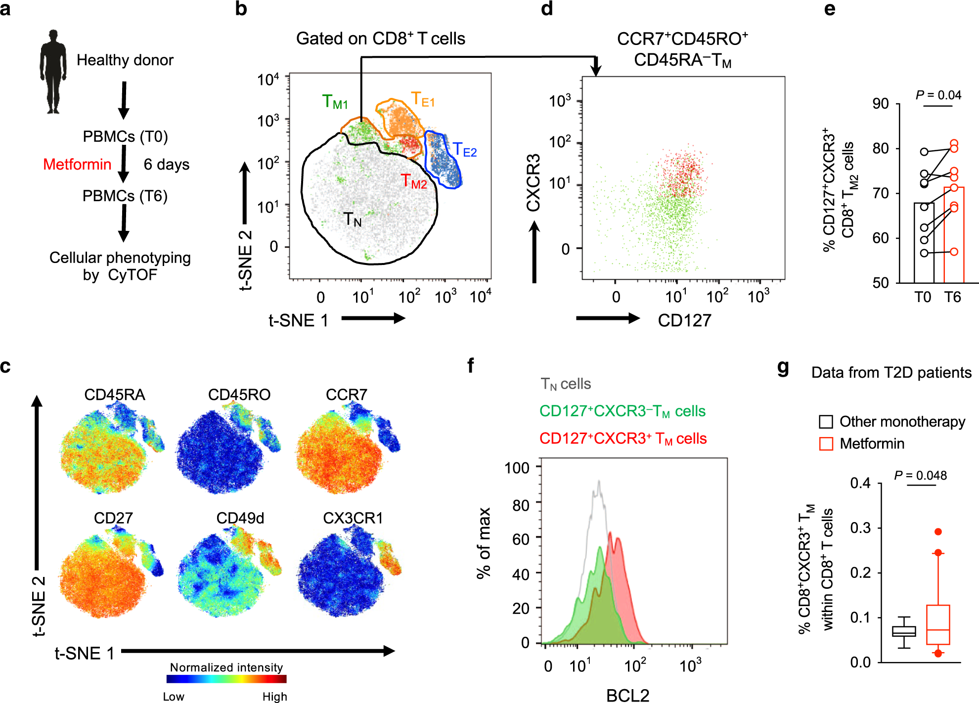 Fig. 6: Metformin treatment expands CD8+CXCR3+ TM cell population in humans.