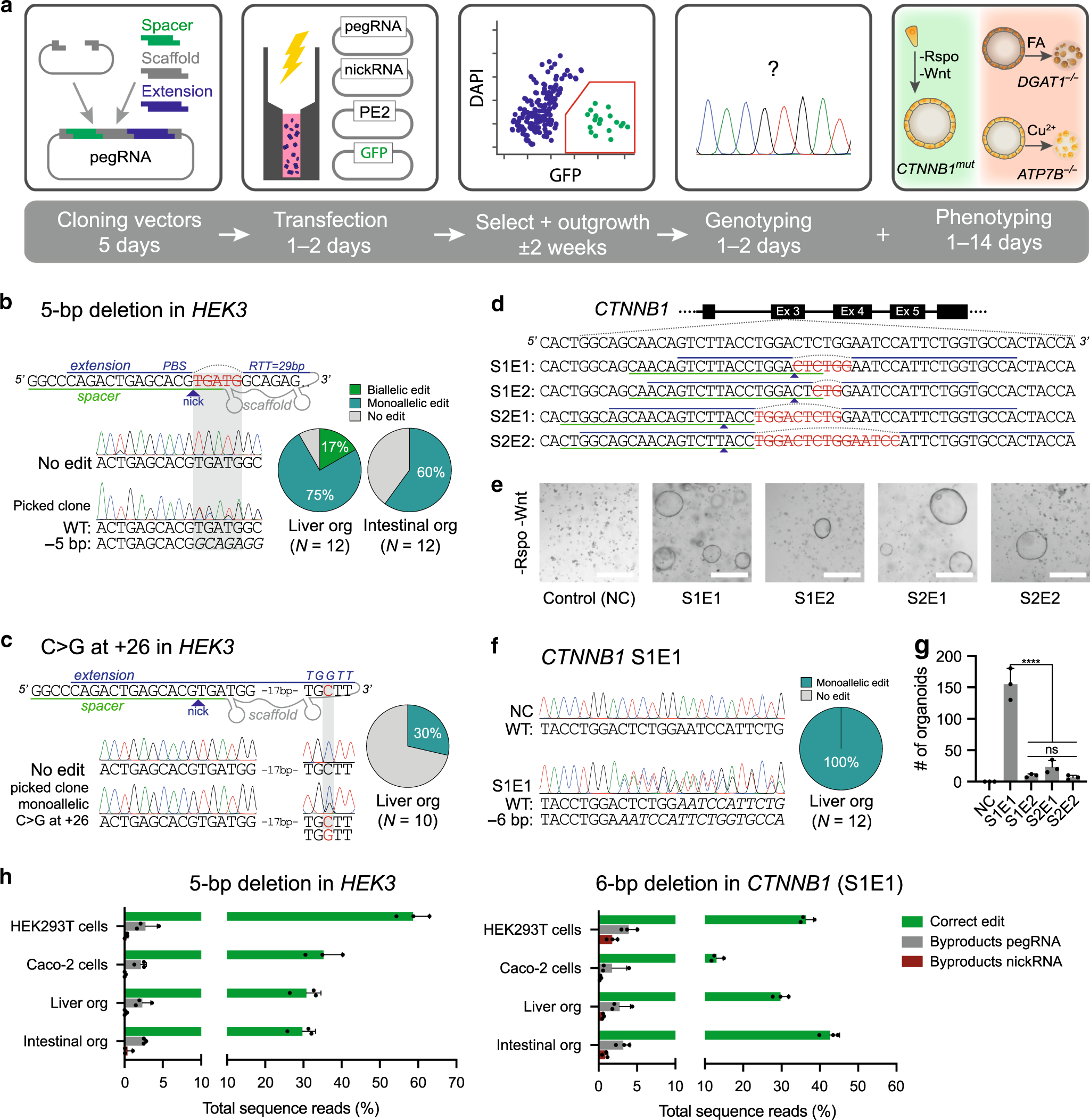 Prime Editing For Functional Repair In Patient Derived Disease Models Nature Communications
