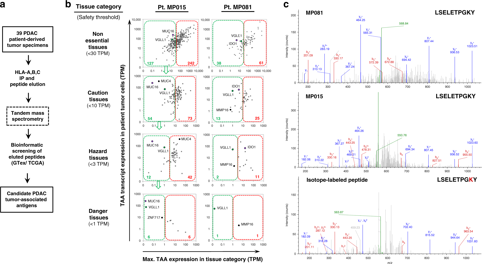 Fig. 1: Immunopeptidome analysis reveals a VGLL1-derived peptide expressed by two PDAC patient-derived organoid lines.