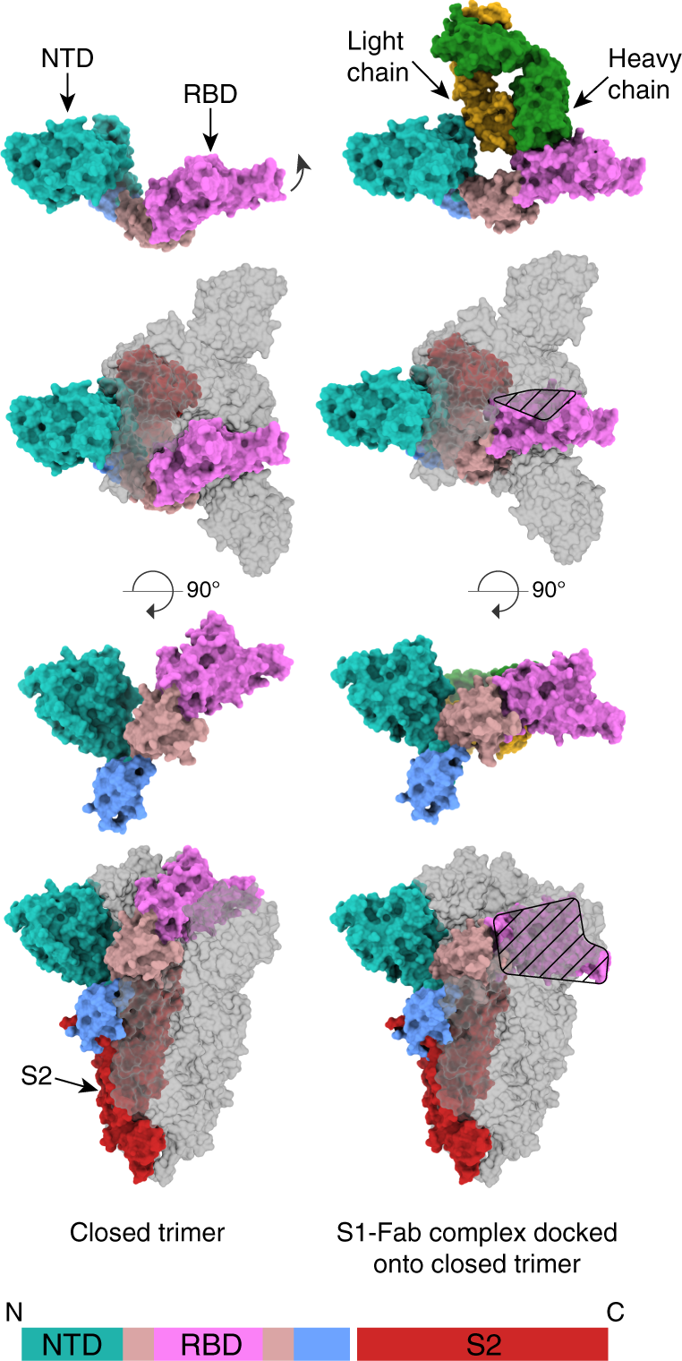 Fig. 1: Structure of CR3022 Fab bound to S in space-filling representation.