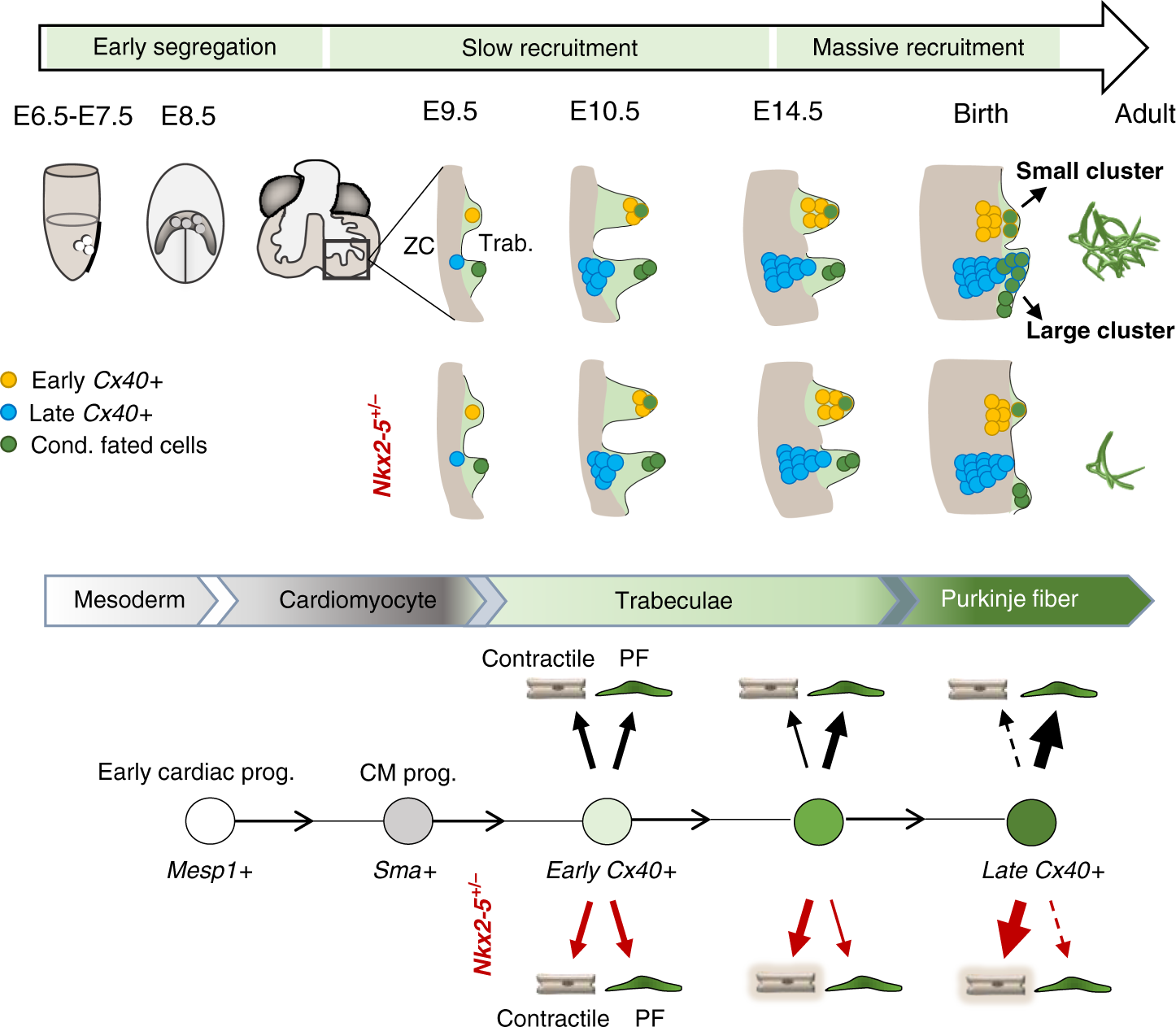 Fig. 5: Model of the Purkinje fiber lineage segregation and temporal requirement of Nkx2-5 during PF network morphogenesis.