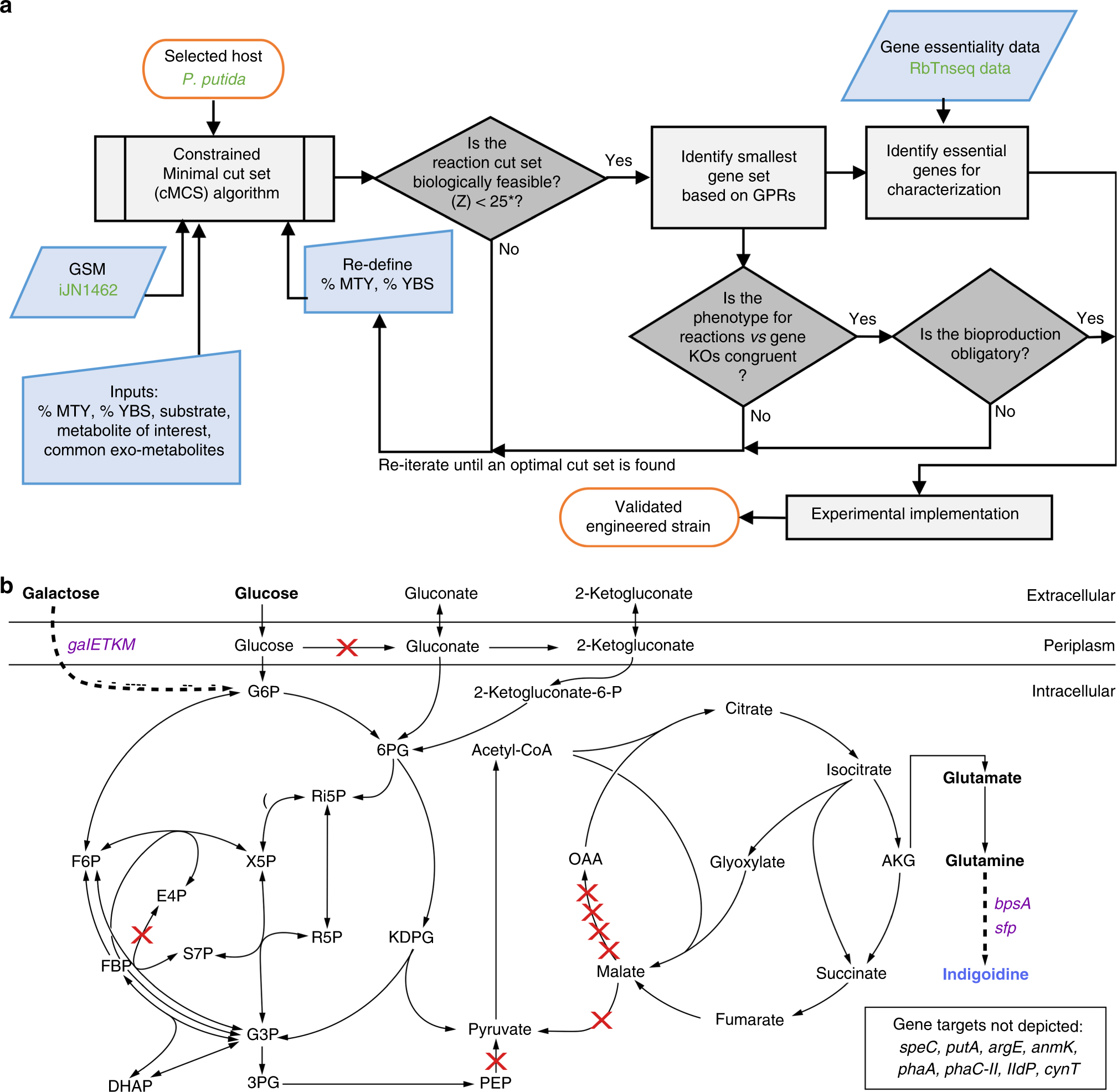 Use of indigoidine from metabolically engineered C. glutamicum as