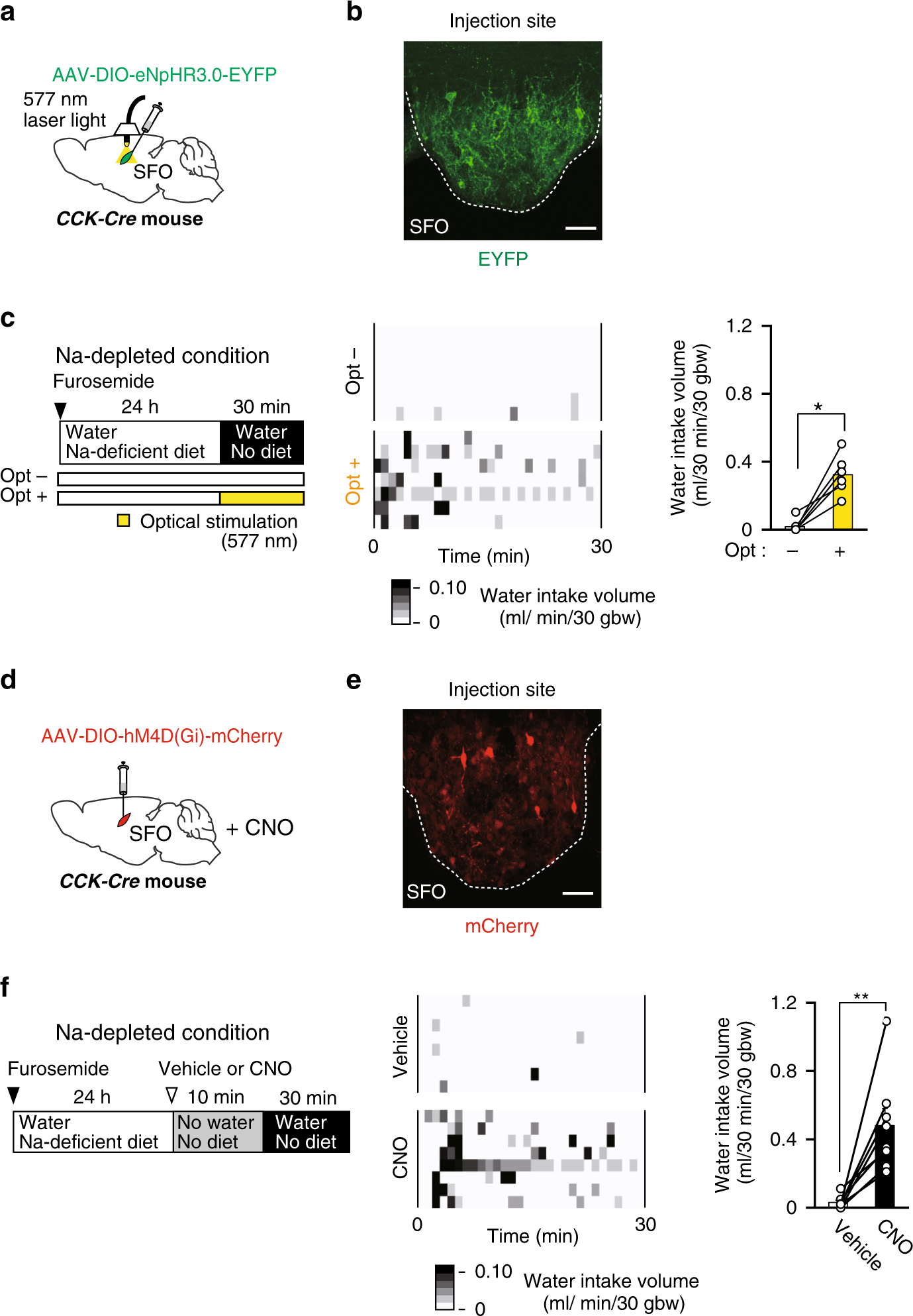Fig. 4: Optical or chemogenetic silencing of CCK-positive neurons in the SFO induces water intake under the Na-depleted condition.