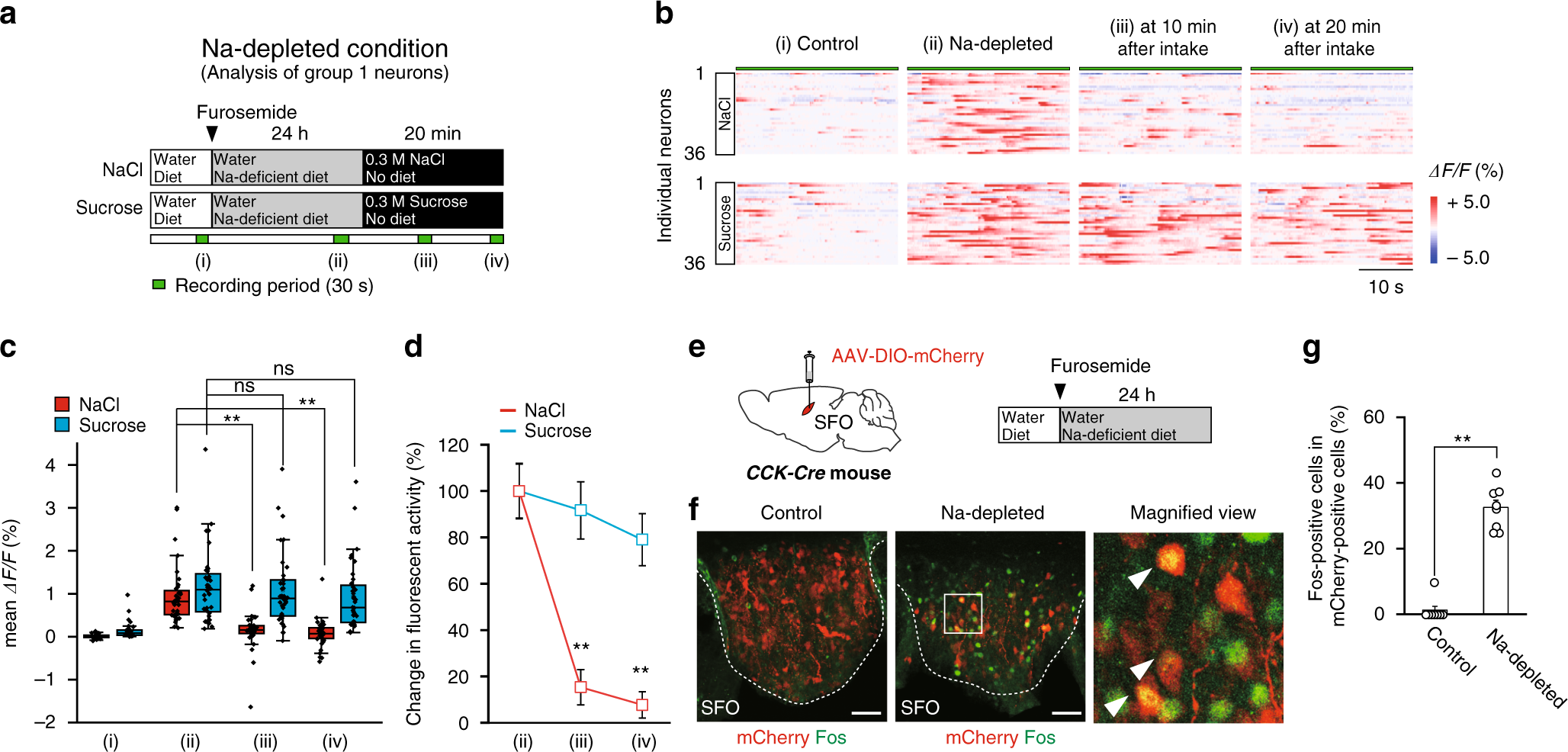 Fig. 5: The activity of group 1 CCK-positive neurons in the SFO under the Na-depleted condition is attenuated by salt intake, but not fluid intake.