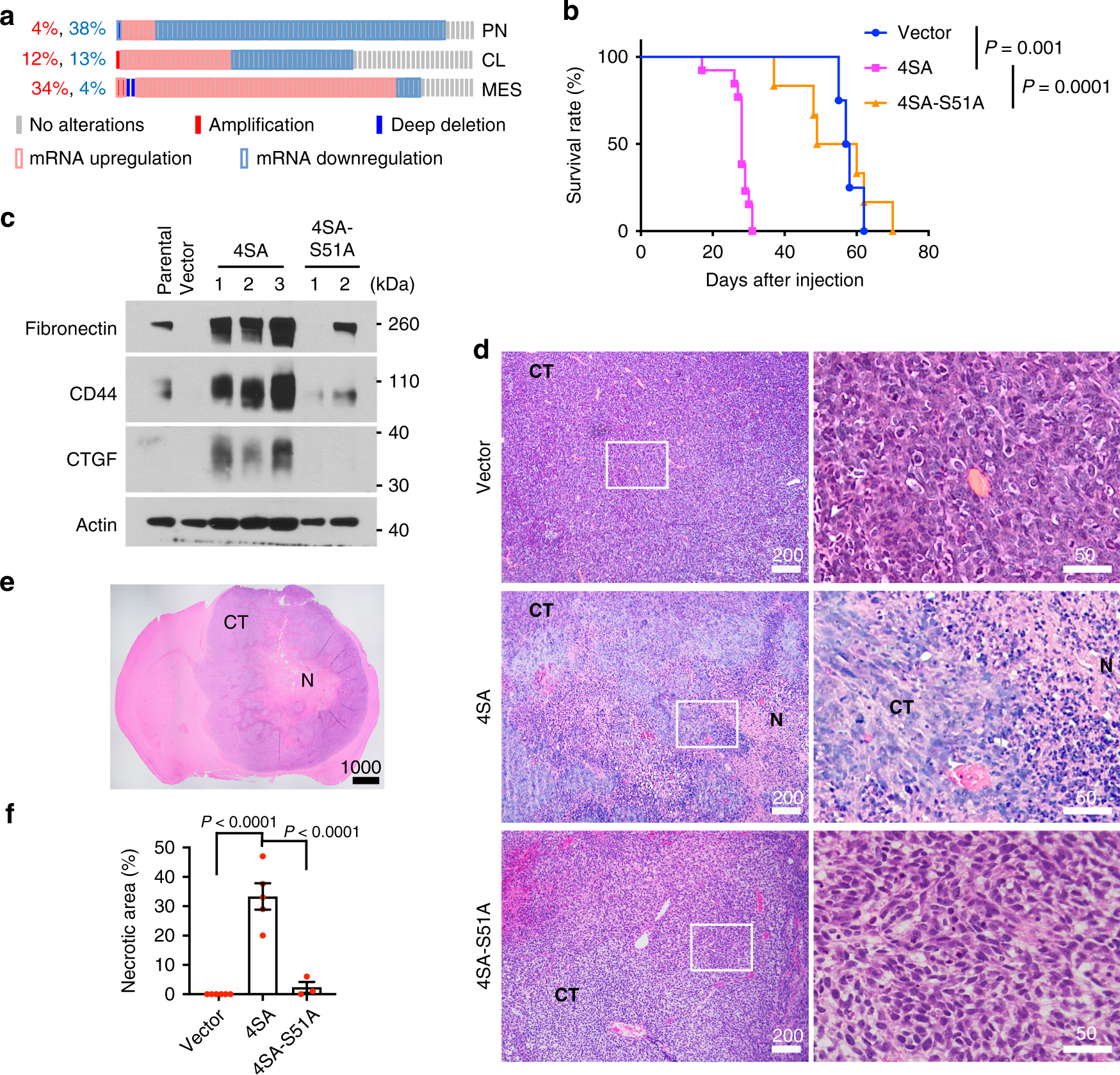 Neutrophil-induced ferroptosis promotes tumor necrosis in glioblastoma  progression | Nature Communications