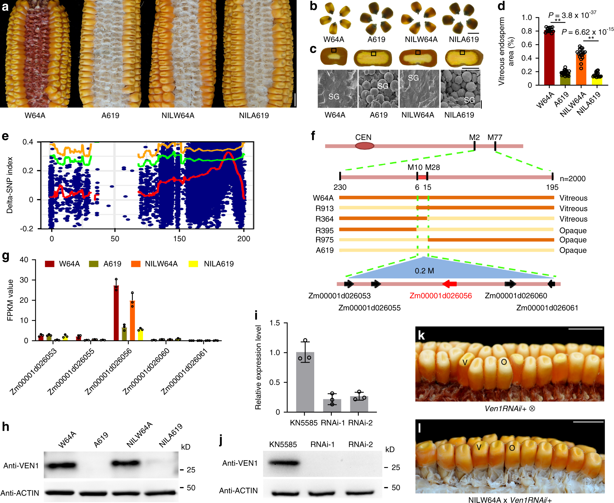 Carotenoids Modulate Kernel Texture In Maize By Influencing Amyloplast Envelope Integrity Nature Communications