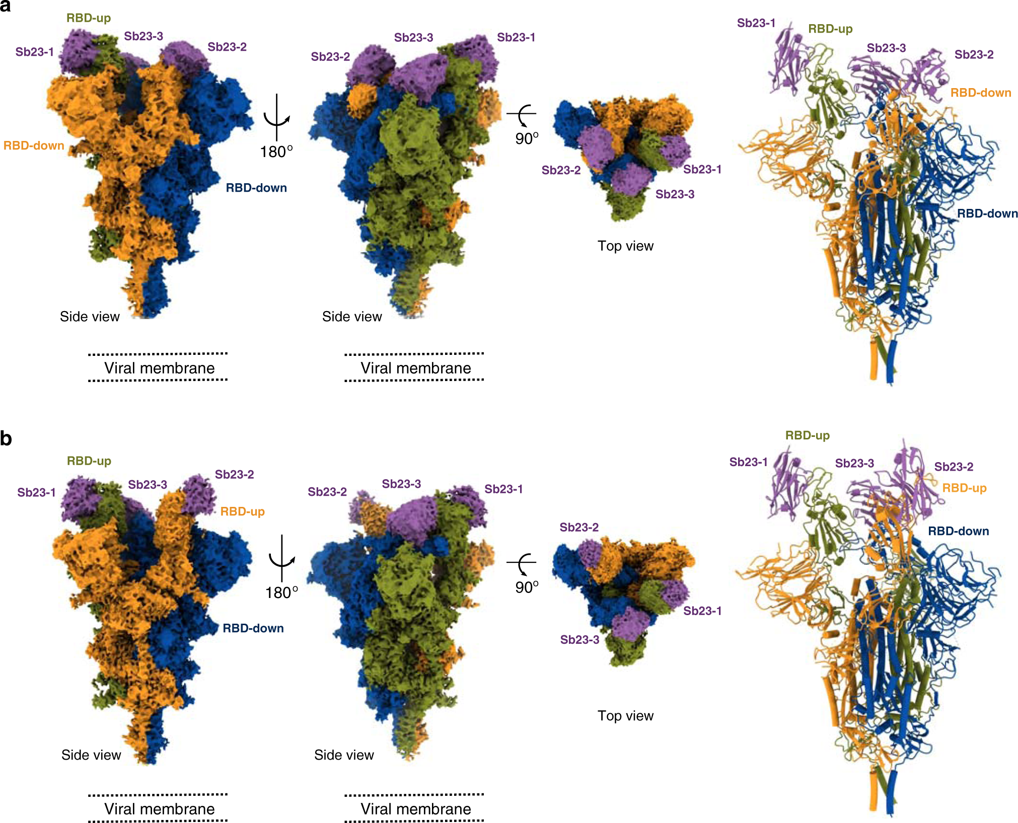 Fig. 5: Cryo-EM reconstruction of SARS-CoV-2 spike bound to Sb23.