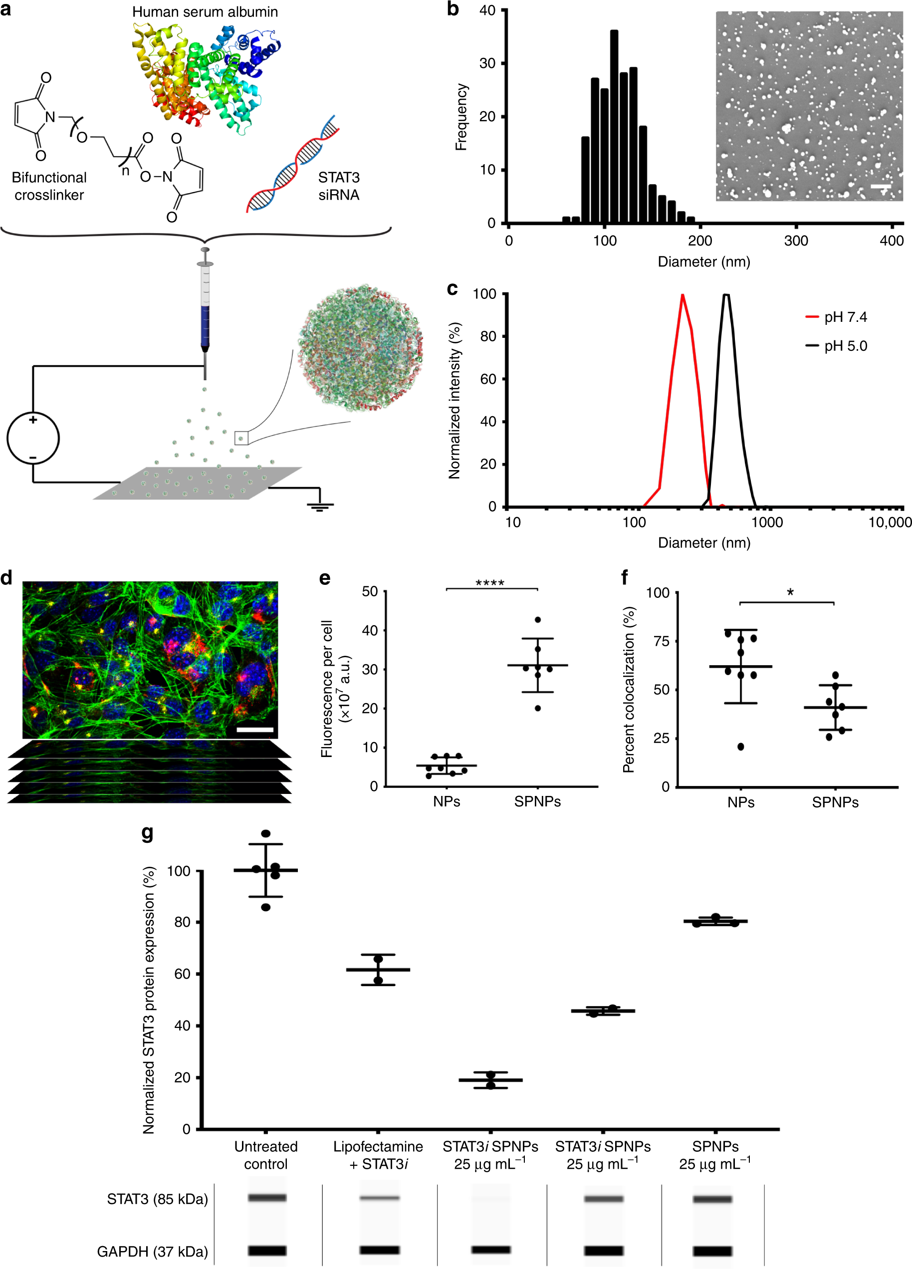 Systemic brain tumor delivery of synthetic protein nanoparticles for  glioblastoma therapy | Nature Communications