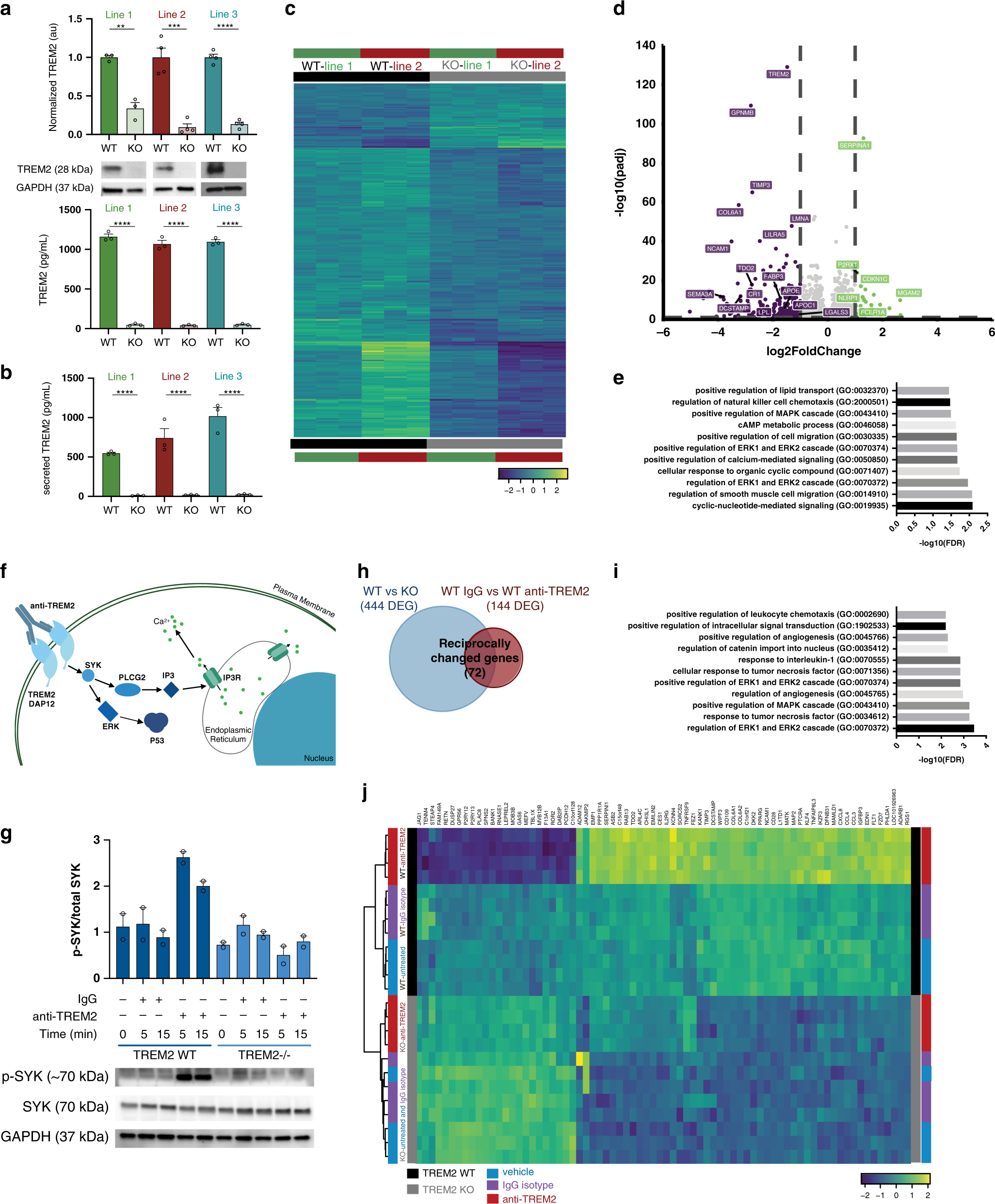 Gene expression and functional deficits underlie TREM2-knockout microglia  responses in human models of Alzheimer's disease | Nature Communications