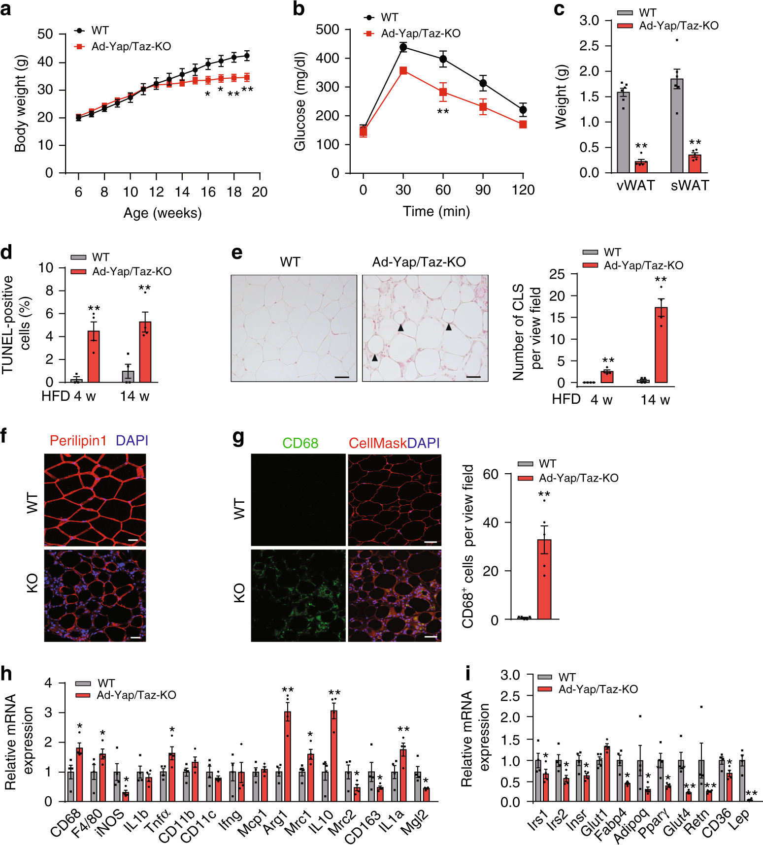 Fig. 3: Ad-Yap/Taz-KO mice exhibit increased adipocyte cell death and lipodystrophy.