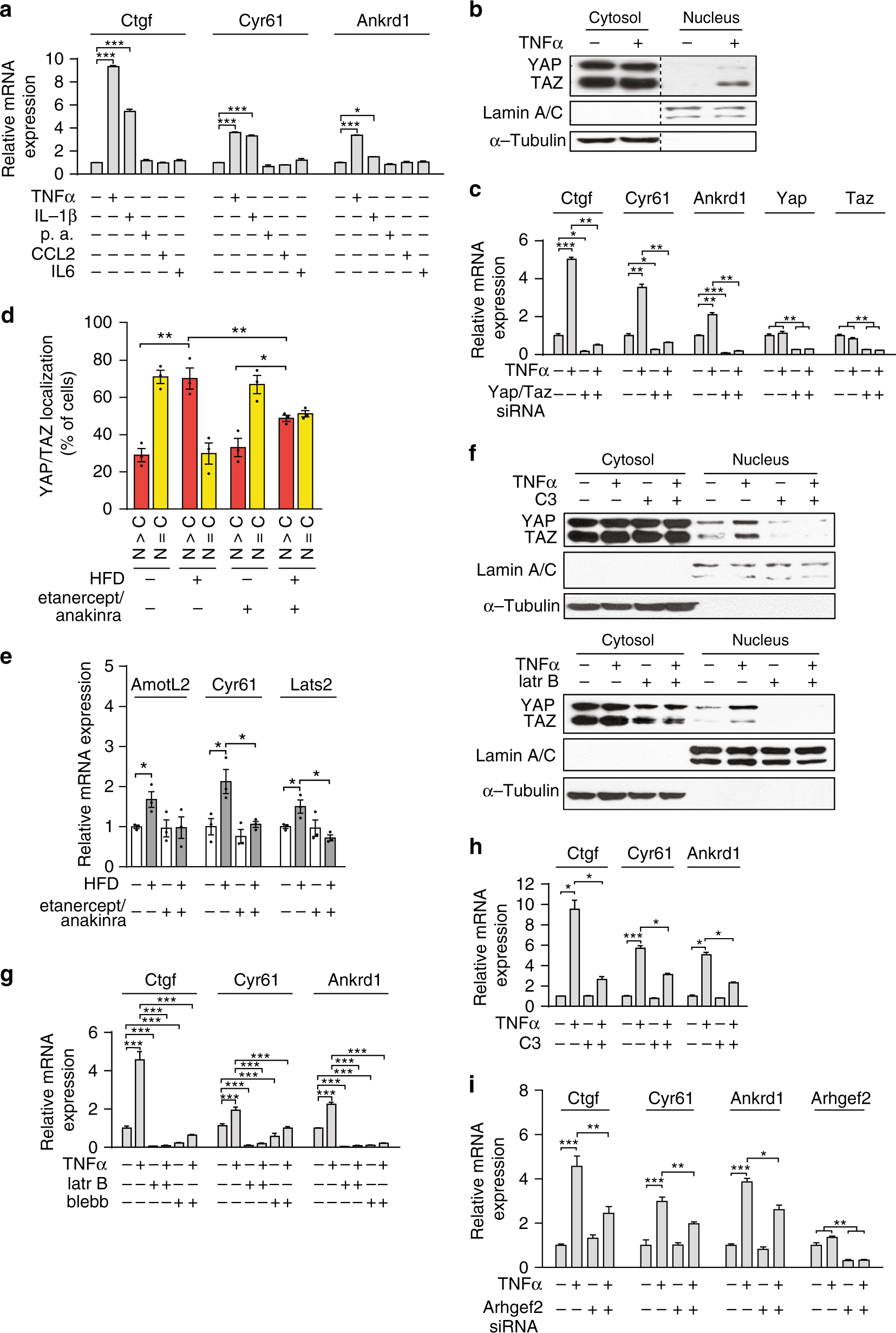 Fig. 5: TNFα regulates YAP/TAZ transcriptional activity in adipocytes.