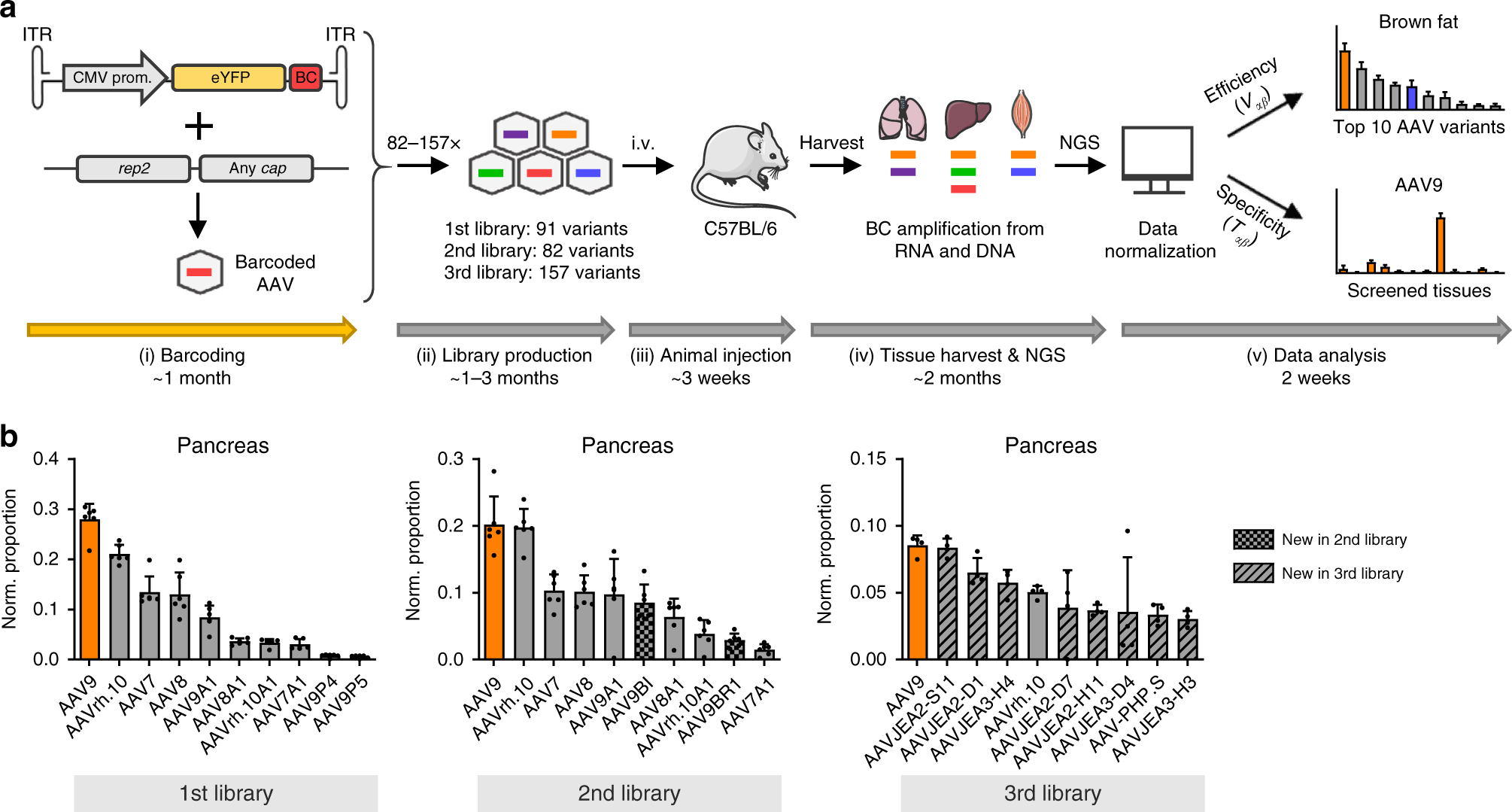 Identification of a myotropic AAV by massively parallel in vivo evaluation of barcoded capsid variants | Nature Communications Identification of a myotropic AAV by massively parallel in vivo evaluation of barcoded capsid variants | Nature Communications