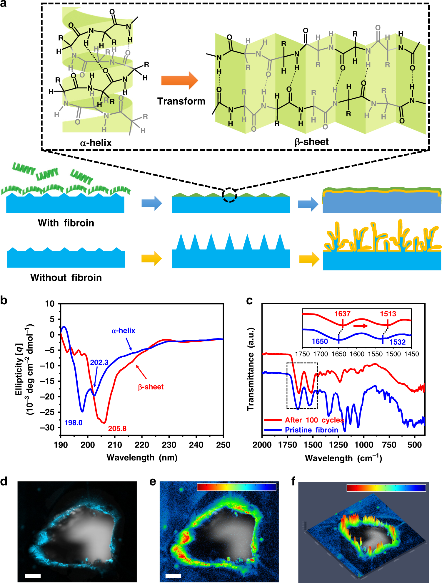 Immunizing lithium metal anodes against dendrite growth using protein  molecules to achieve high energy batteries | Nature Communications