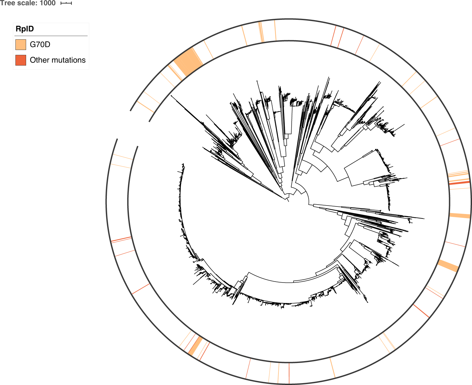Fig. 2: Population structure of RplD binding site mutations in a global gonococcal meta-analysis dataset.