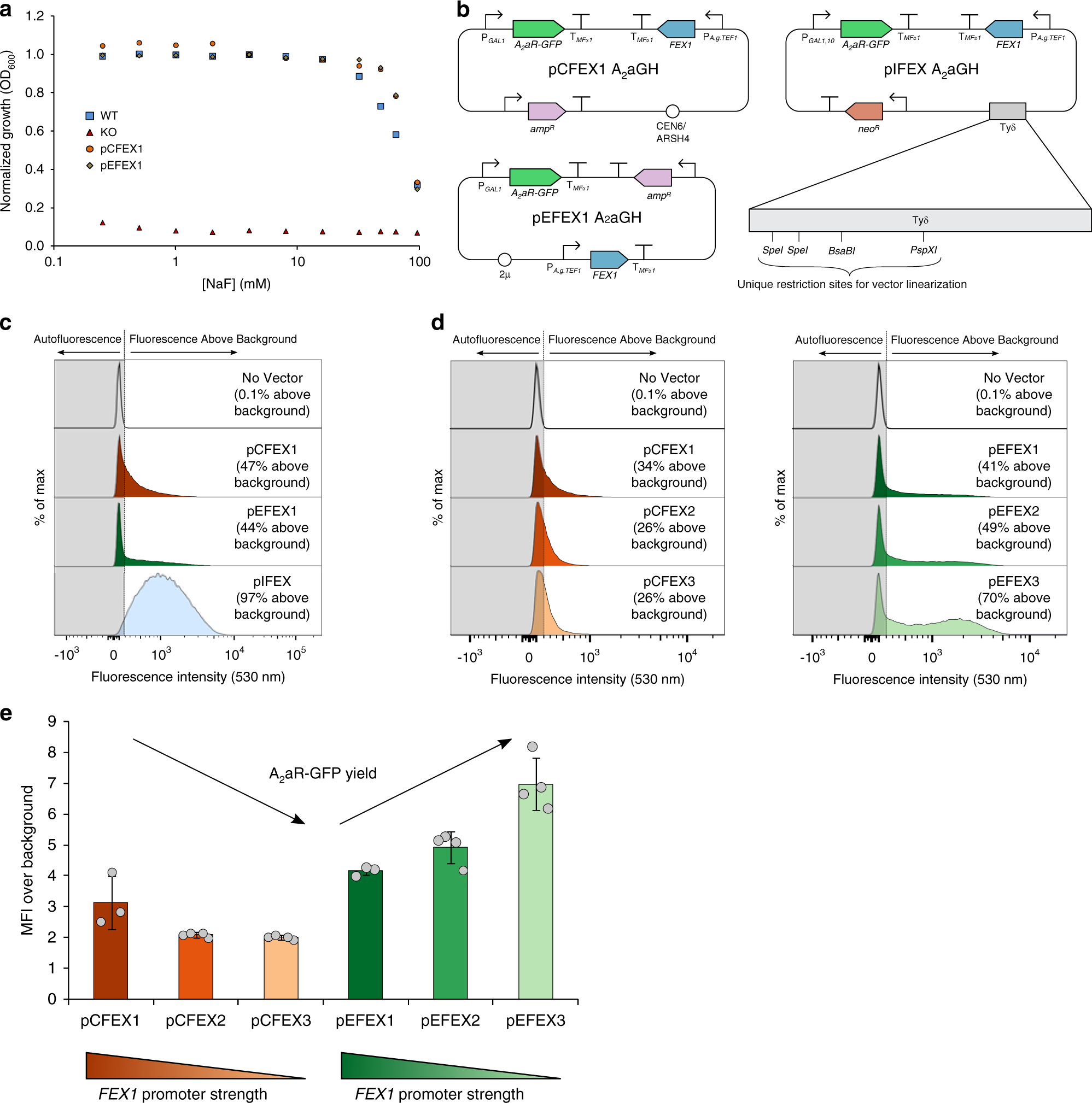 Fig. 3: Fluoride-sensitive yeast strains enable use of FEX as a selection marker.