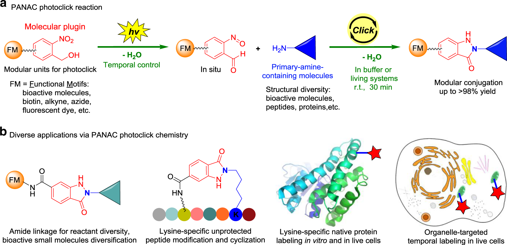 Light-induced primary amines and o-nitrobenzyl alcohols cyclization as a  versatile photoclick reaction for modular conjugation | Nature  Communications