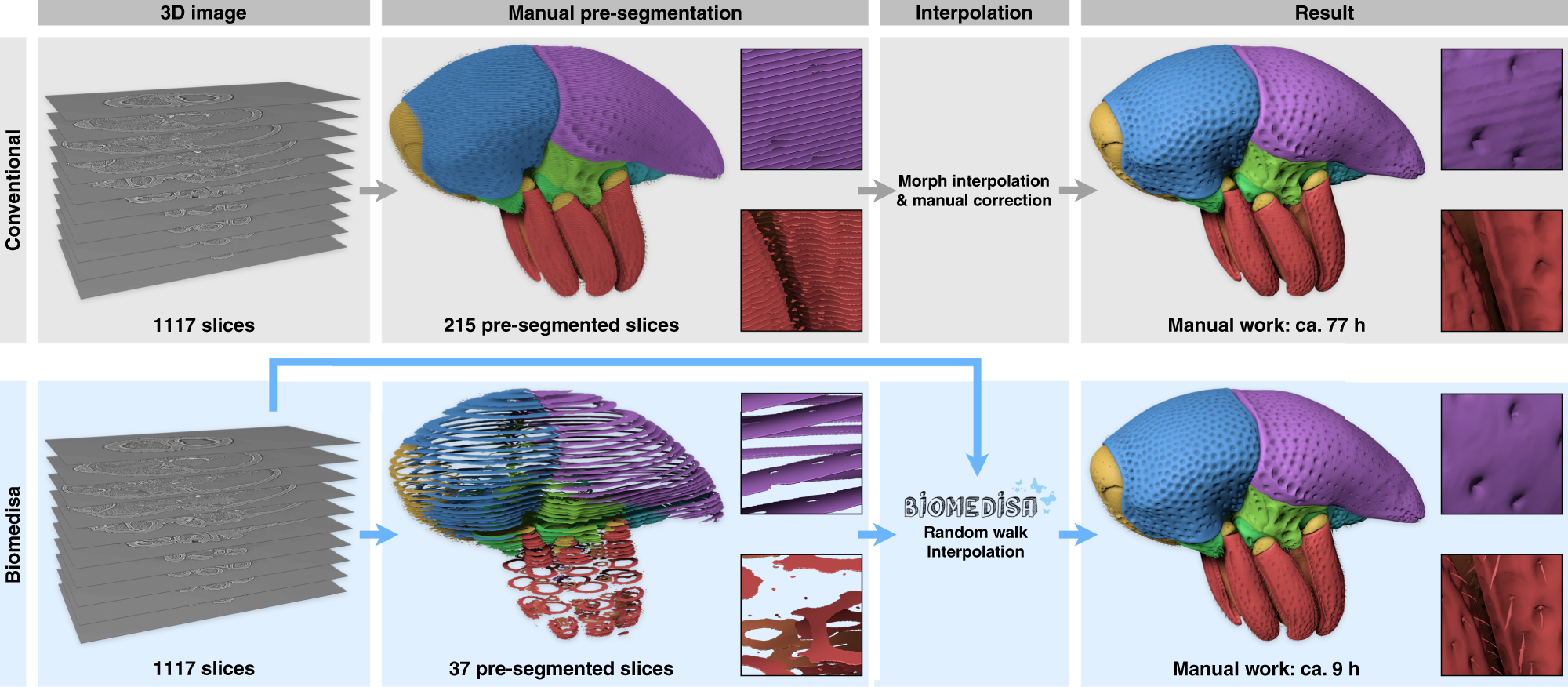 Introducing Biomedisa as an open-source online platform for biomedical  image segmentation | Nature Communications