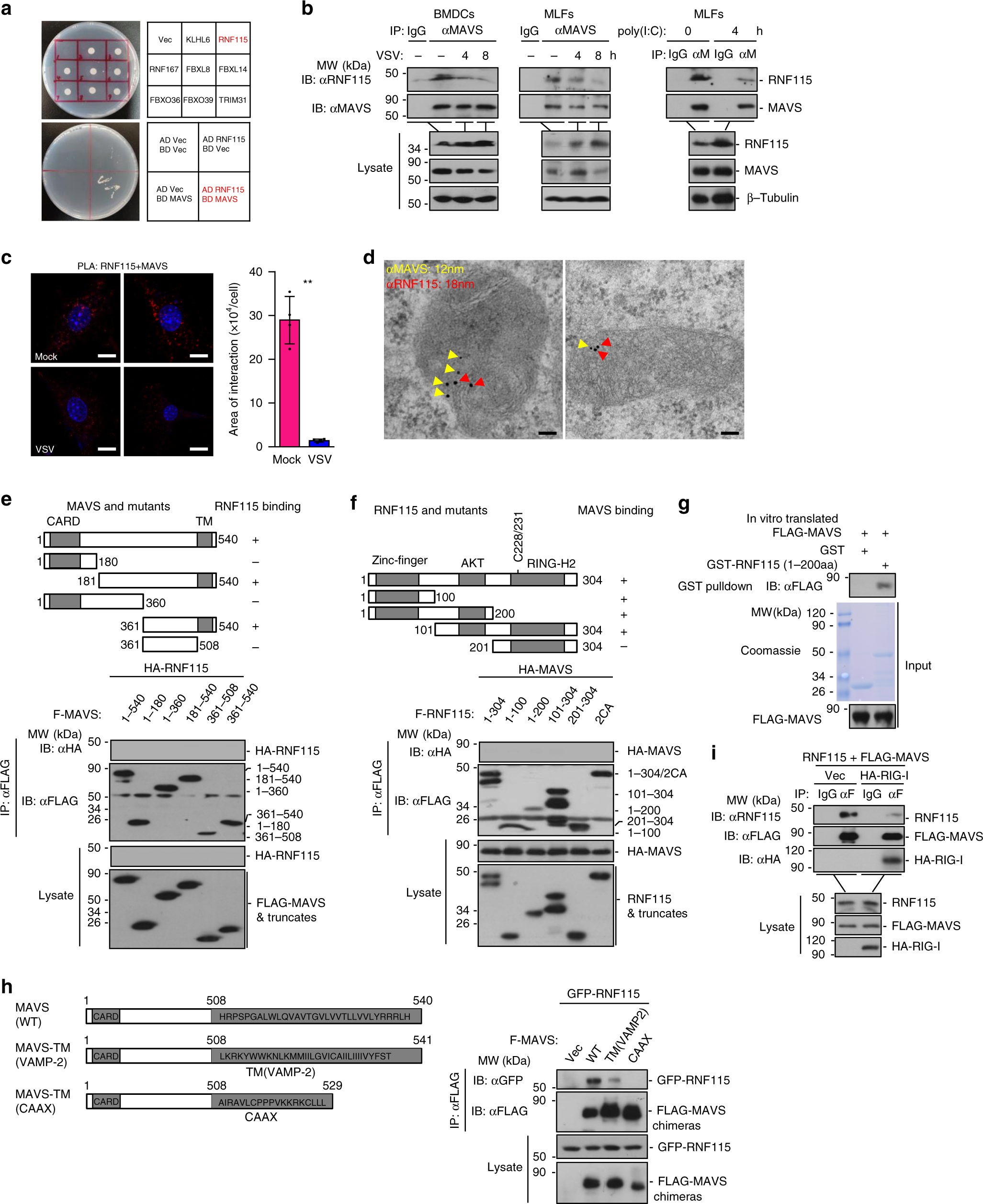 RNF115 plays dual roles in innate antiviral responses by catalyzing  distinct ubiquitination of MAVS and MITA | Nature Communications