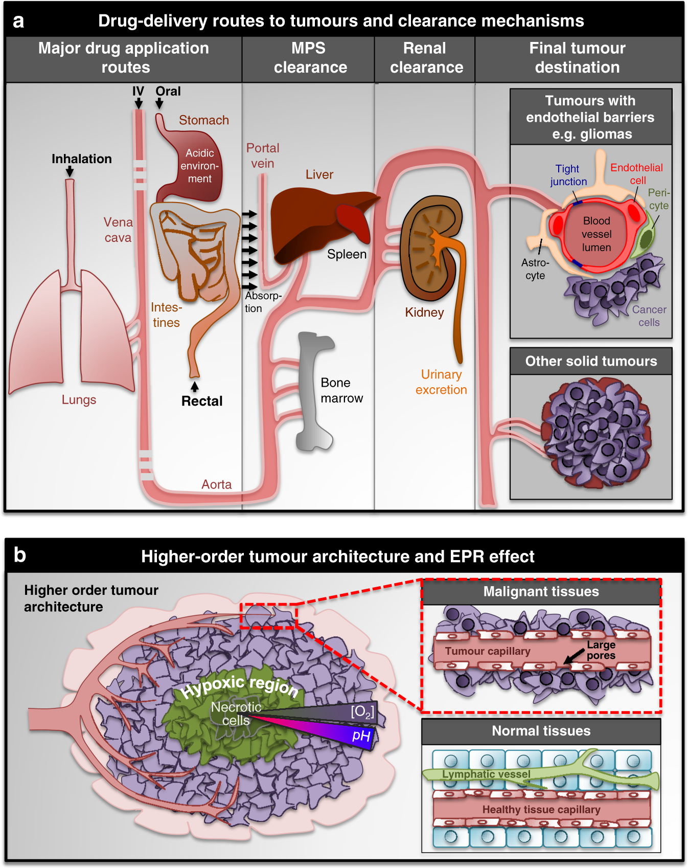 Fig. 2: Characteristics of solid tumours and their drug accessibility.