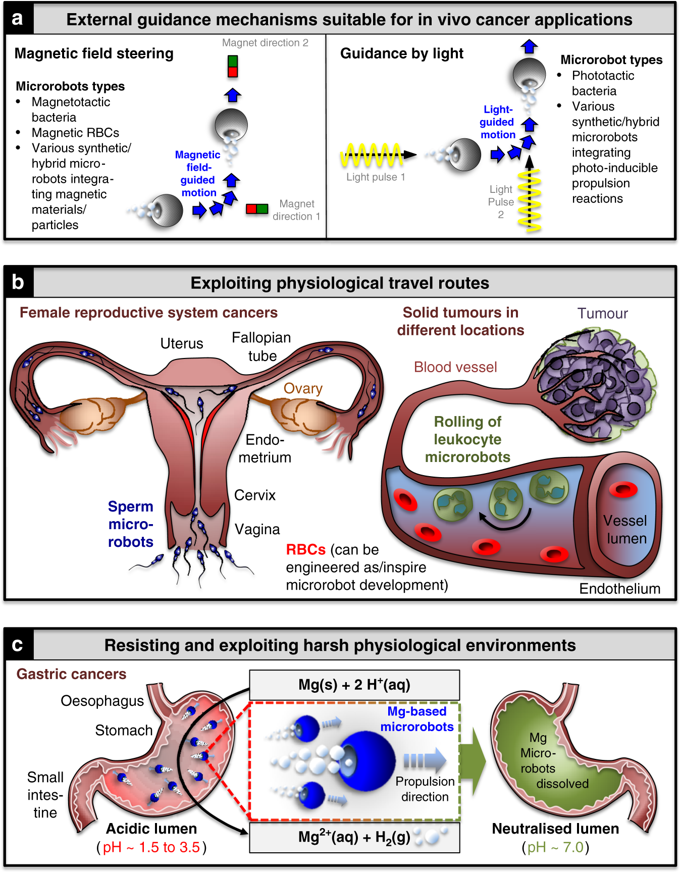 Fig. 4: Microrobot approaches for overcoming long-range tumour-targeting challenges.