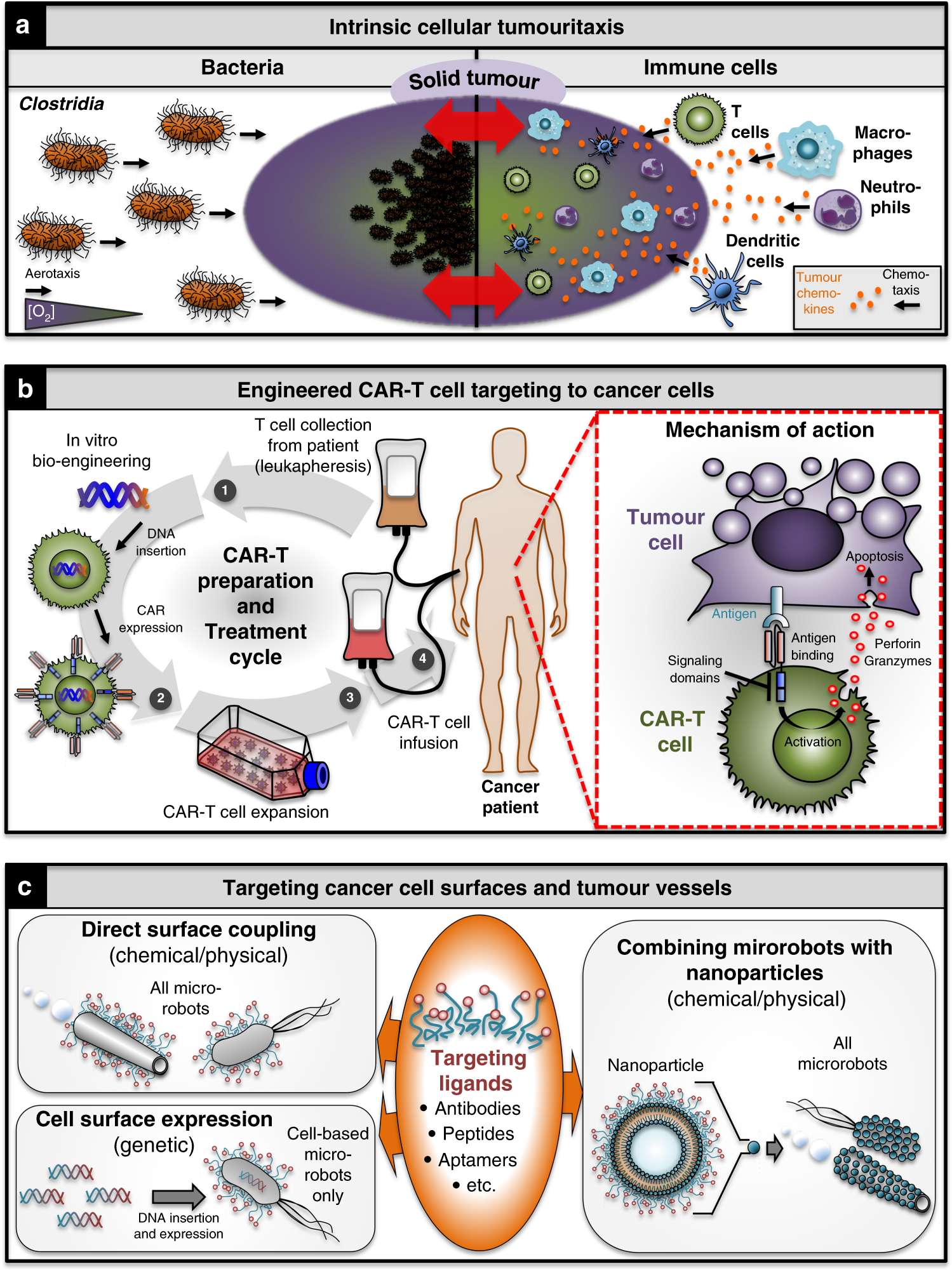Fig. 5: Microrobot approaches for overcoming short-range tumour-targeting challenges.