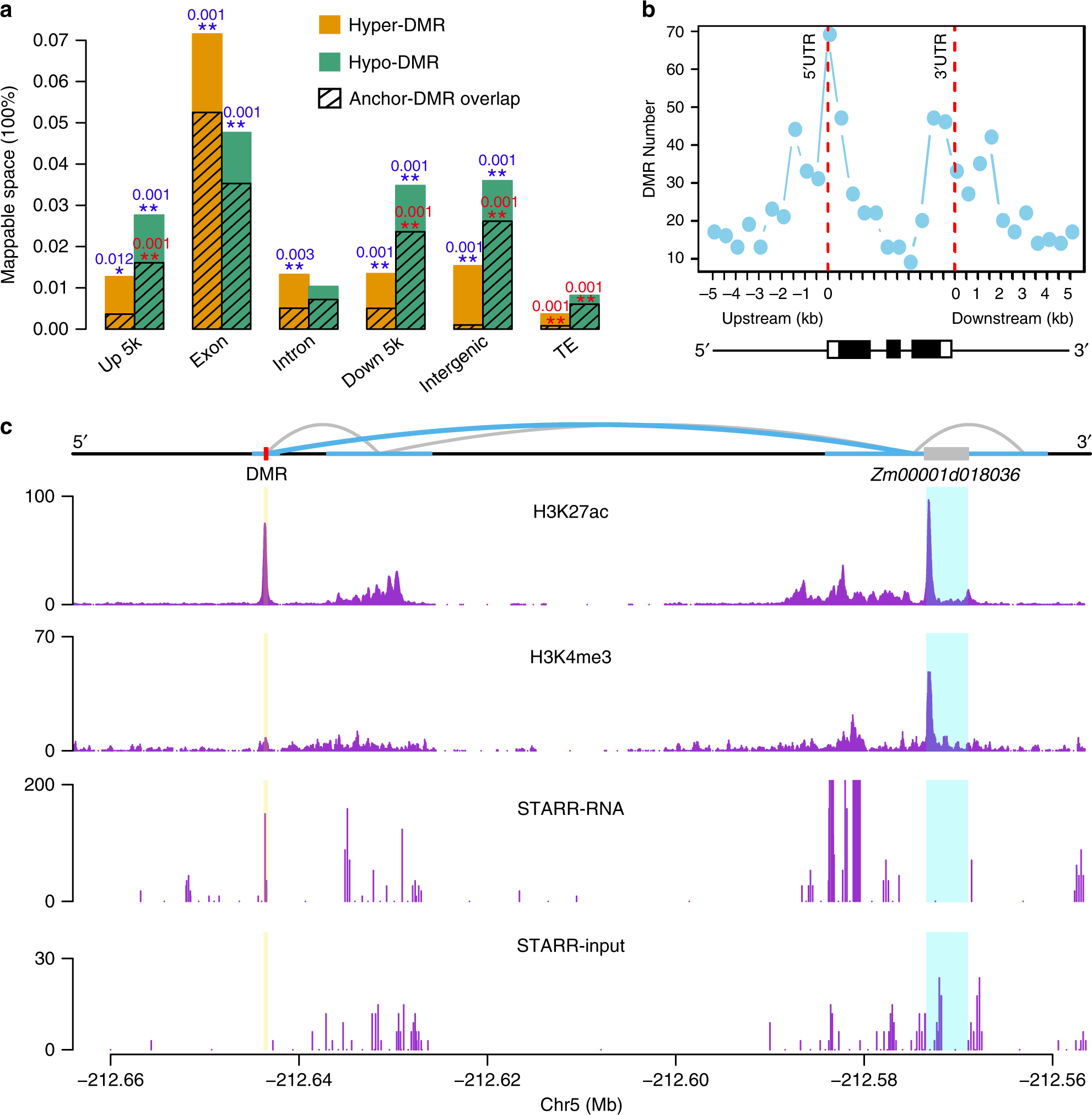 Fig. 3: Teosinte-maize CG differentially methylated regions and their associated functional features.