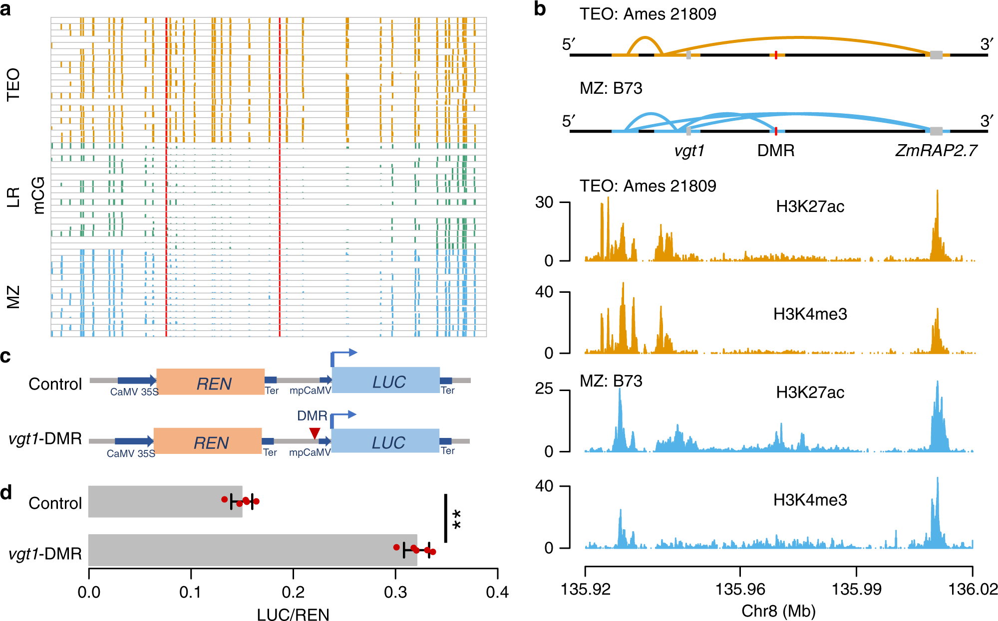 Fig. 4: Functional analysis of vgt1-DMR.