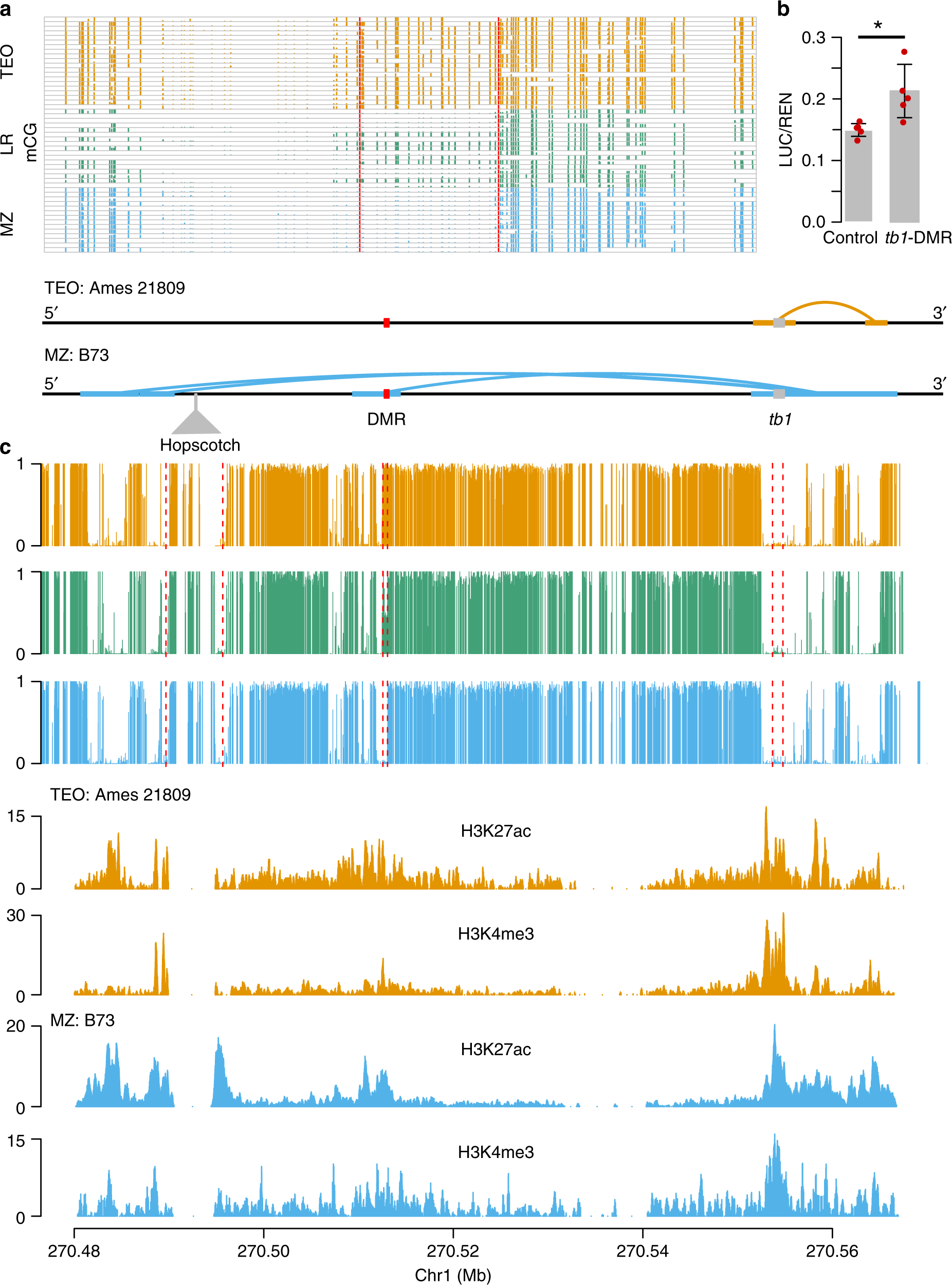 Fig. 5: A hypomethylated differentially methylated region that is upstream of tb1 gene.