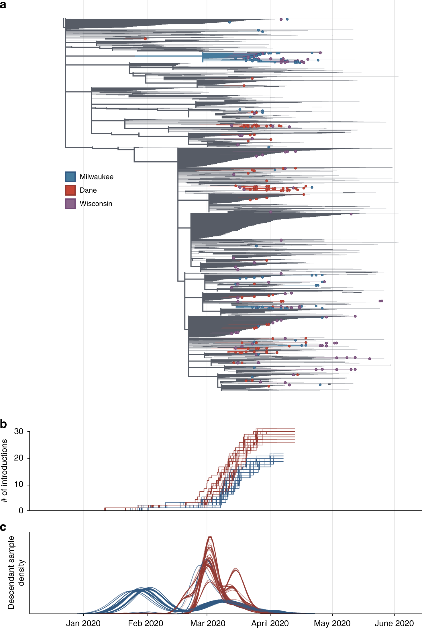 Fig. 4: Estimate of the number of introduction events into Milwaukee and Dane county and their relative contribution to downstream epidemic dynamics.