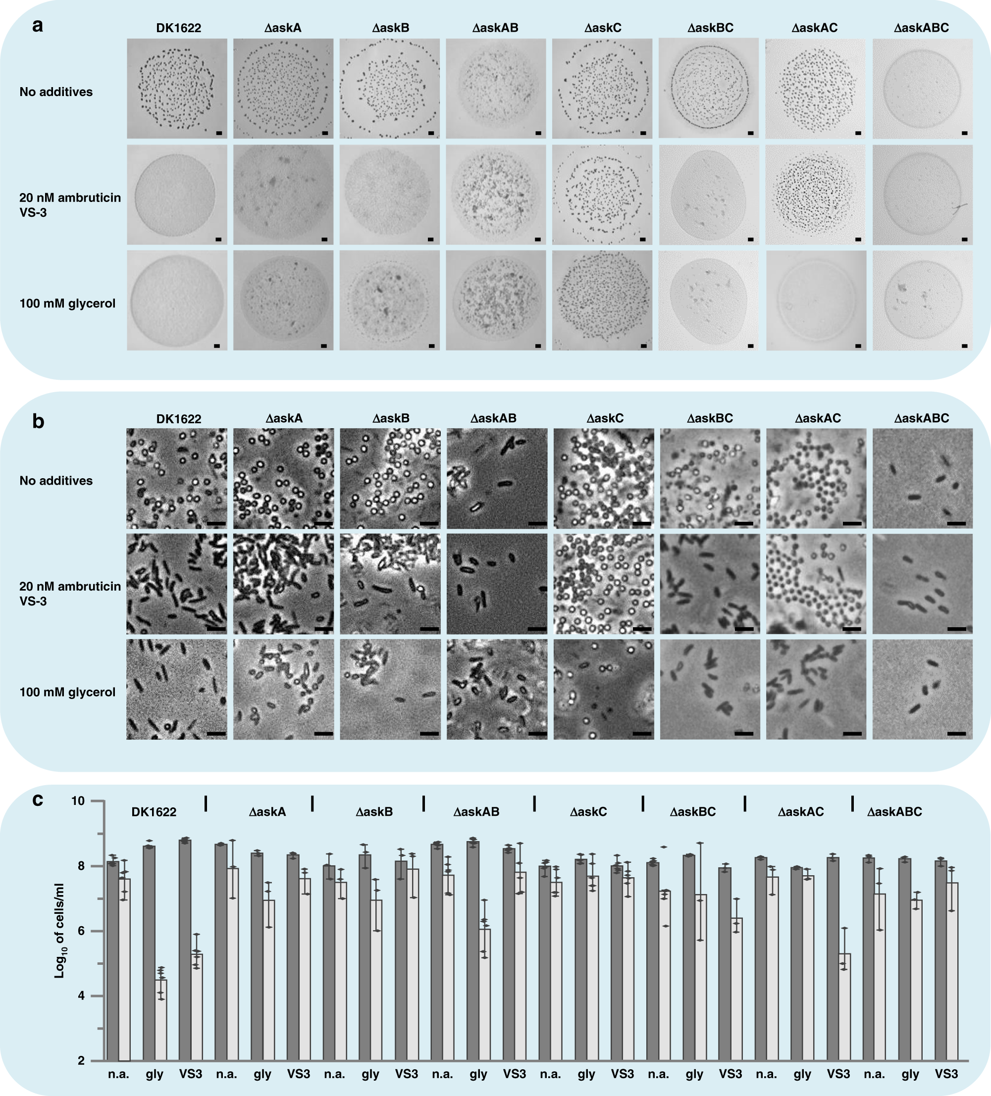 Fig. 2: Phenotypical analysis of M. xanthus single-, double-, and triple ask mutants under starvation compared to DK1622.