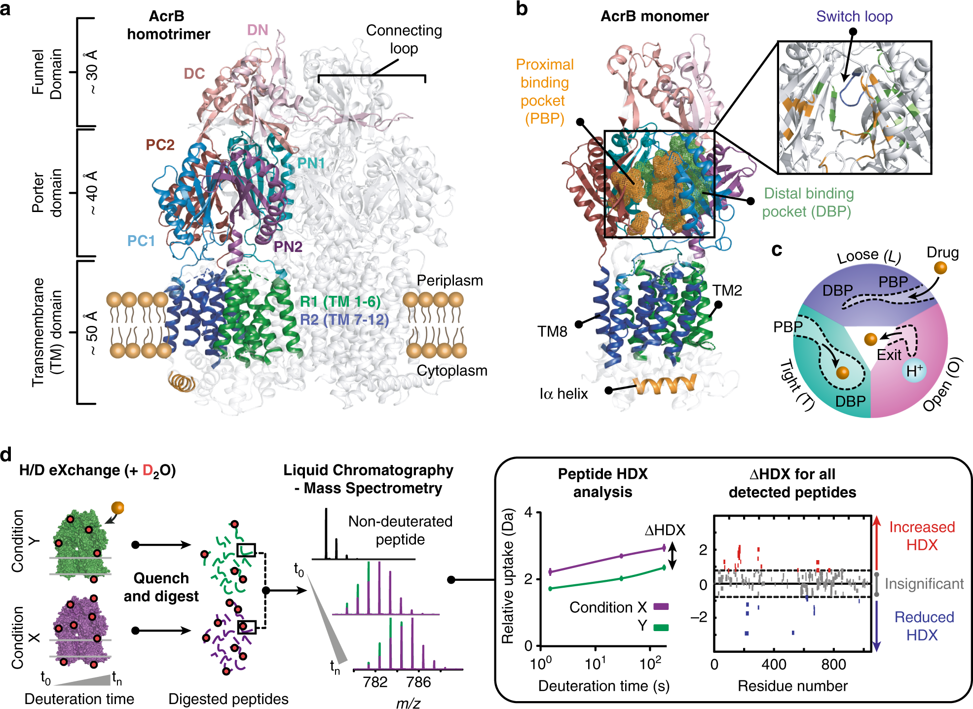 Perturbed structural dynamics underlie inhibition and altered efflux of the  multidrug resistance pump AcrB | Nature Communications