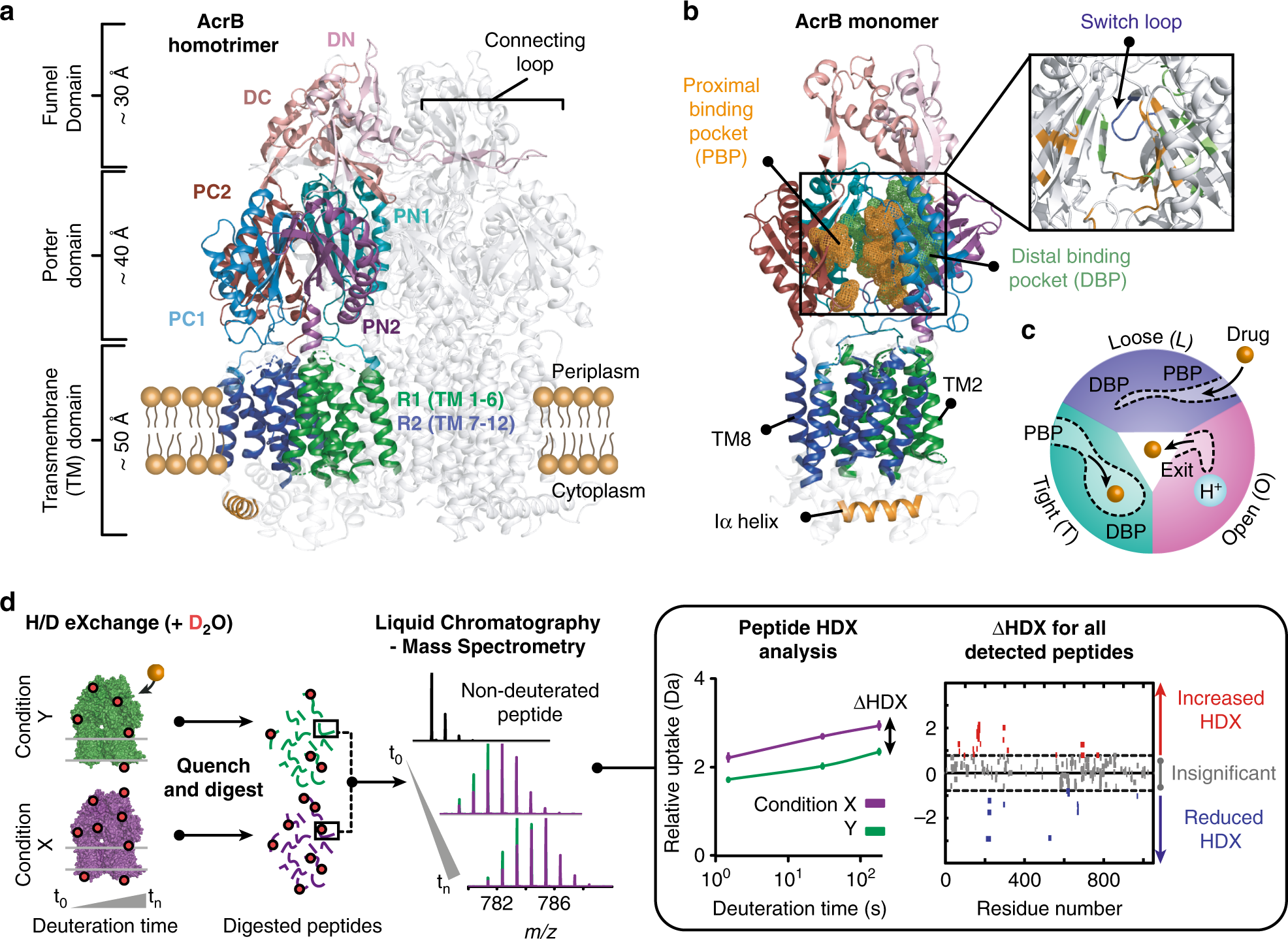 Perturbed dynamics underlie and altered efflux of the multidrug pump AcrB | Nature