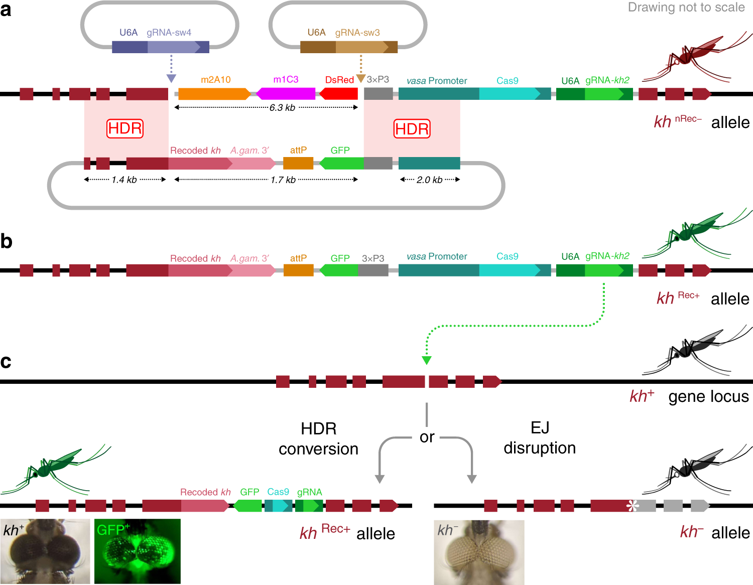 Efficient Population Modification Gene Drive Rescue System In The Malaria Mosquito Anopheles Stephensi Nature Communications