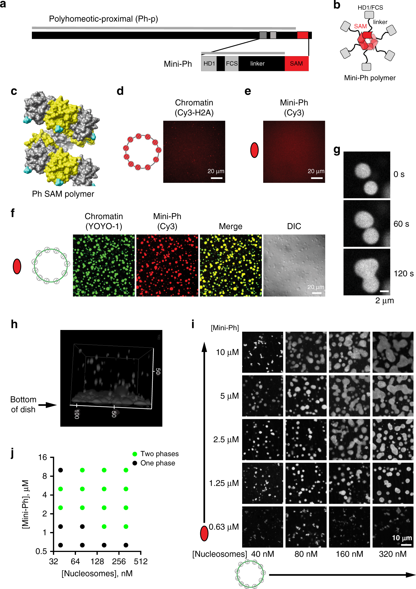 Phase separation by the polyhomeotic sterile alpha motif compartmentalizes  Polycomb Group proteins and enhances their activity | Nature Communications