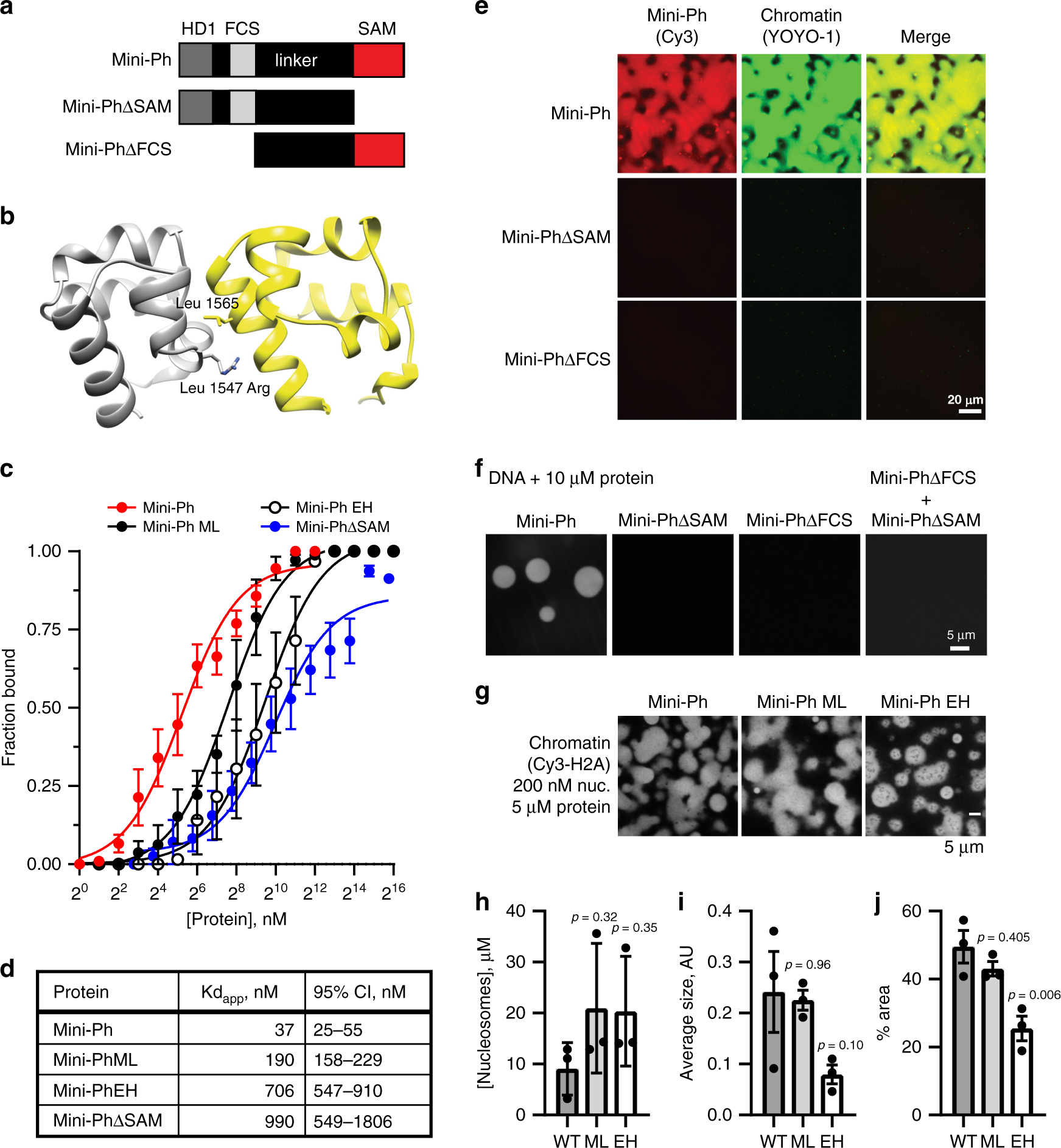 Fig. 3: Ph SAM, but not its polymerization activity, is essential for condensate formation in vitro.