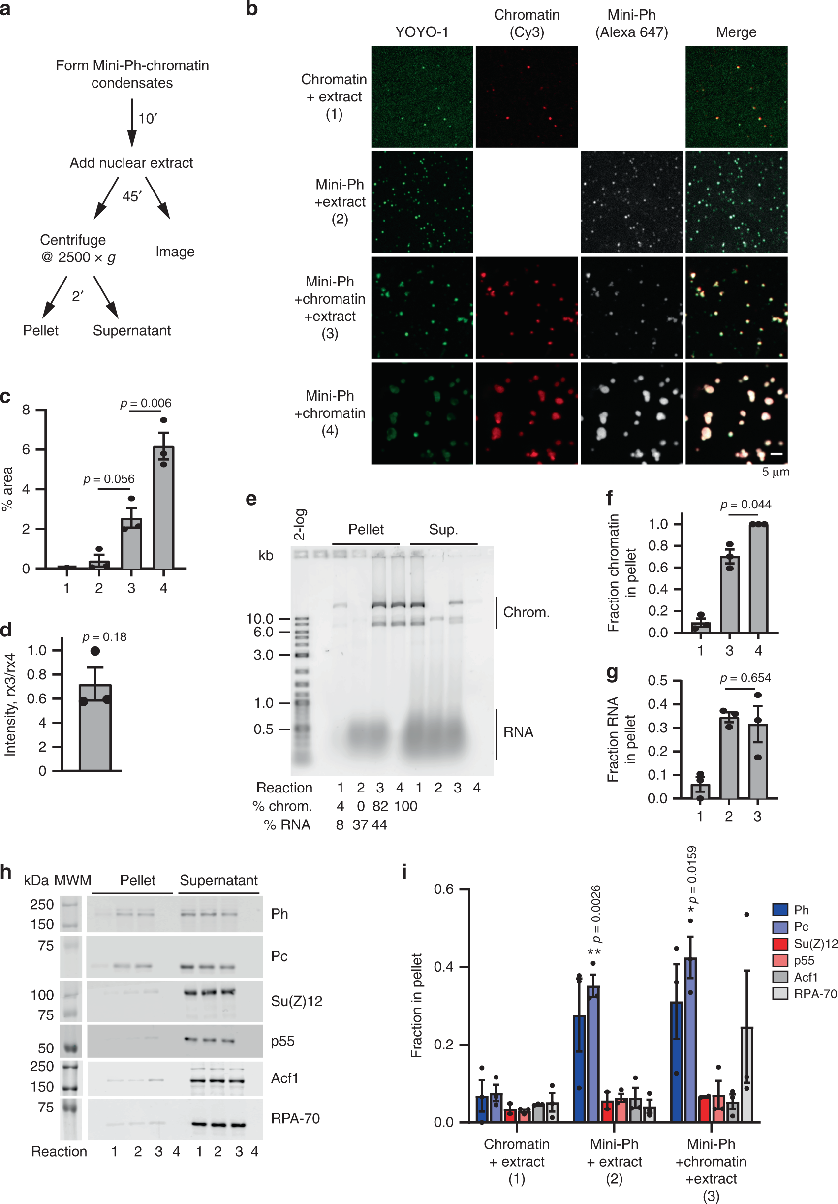 Fig. 5: Mini-Ph condensates recruit PRC1 from extracts.