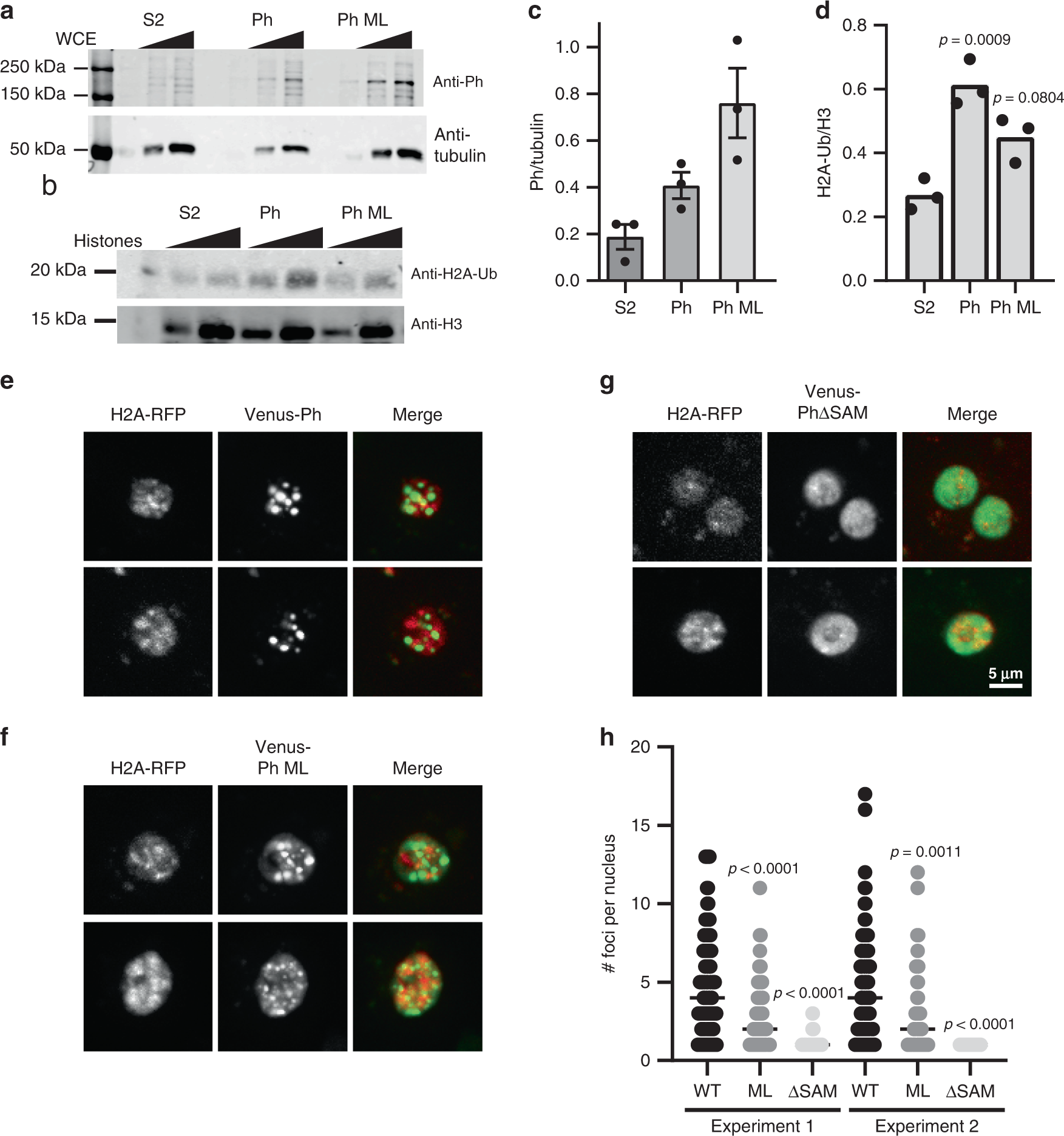 Fig. 7: Ph with an intact SAM increases H2A-ub in vivo.