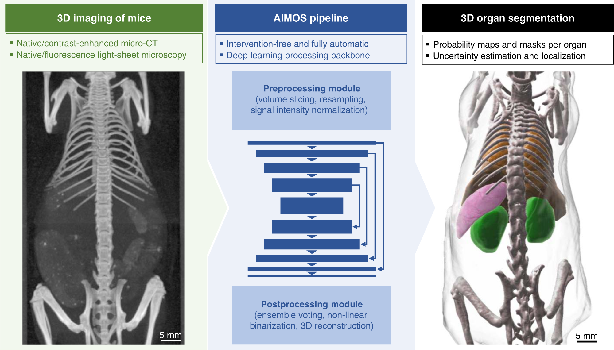 Deep learning-based segmentation of the thorax in mouse micro-CT scans