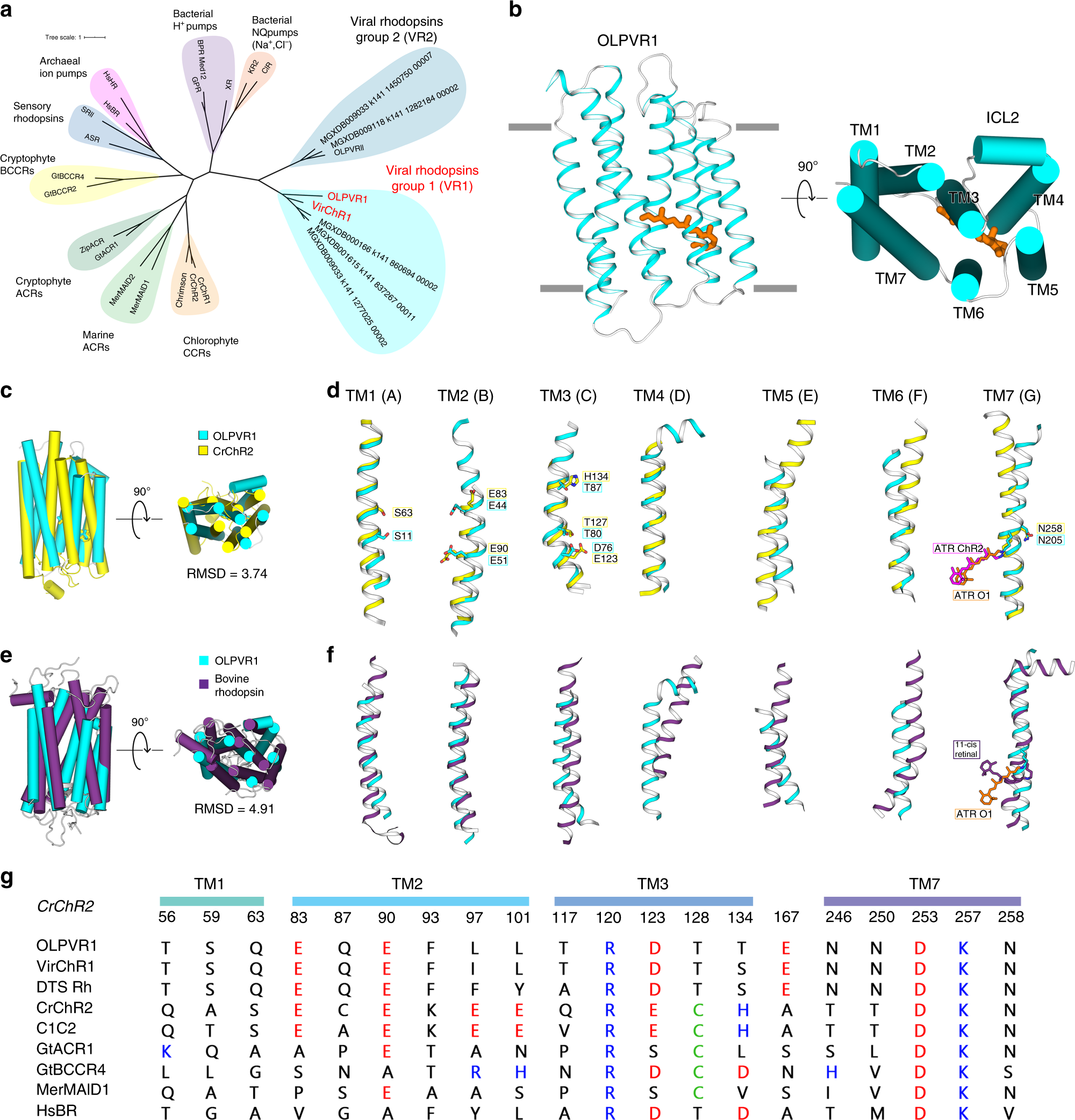 Viral rhodopsins 1 are an unique family of light-gated cation channels |  Nature Communications