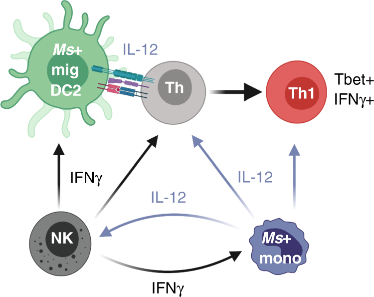 Fig. 6: Monocytes are an essential source of IL-12 for NK cell activation.