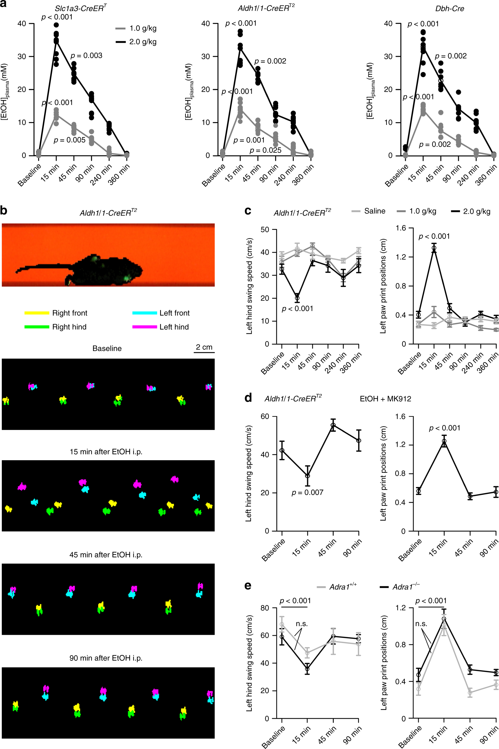 Fig. 10: Loss of vigilance-dependent BG Ca2+ activation does not contribute to ethanol-induced ataxic motor coordination.