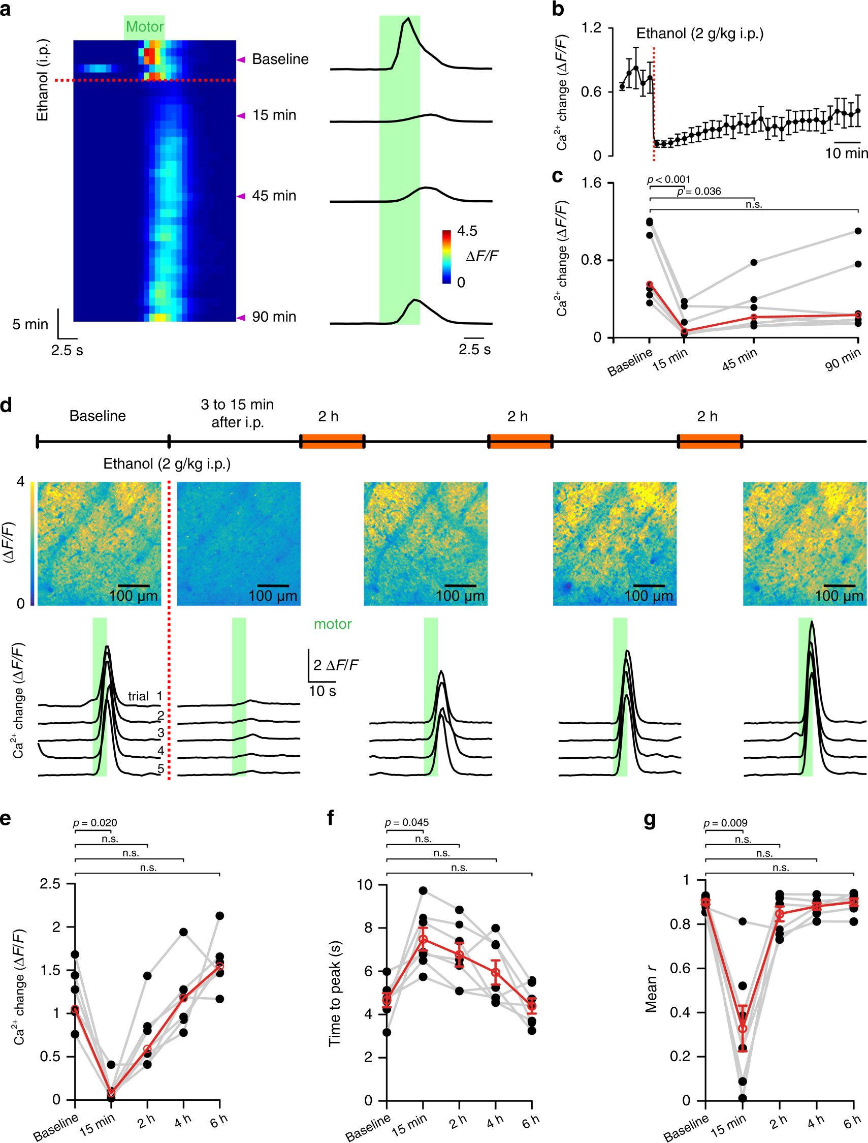 Fig. 2: Vigilance-dependent BG Ca2+ activation recovers from ethanol inhibition within 6 h.