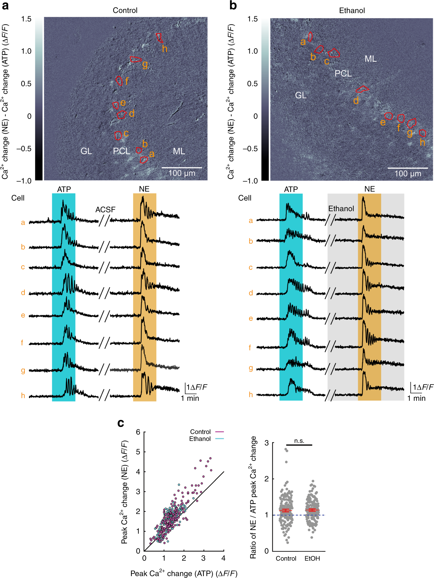 Fig. 5: Ethanol does not impair the responsiveness of BG to NE.