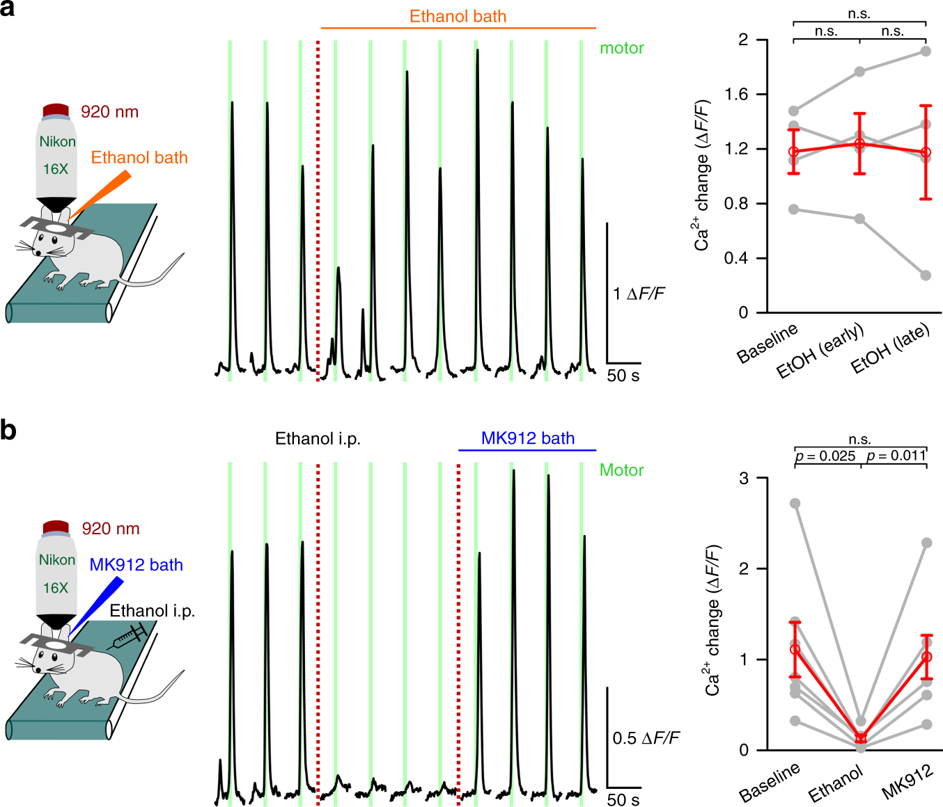 Fig. 9: Ethanol inhibits the noradrenergic system at noradrenergic neuron somata or dendritic input but not at the terminals.