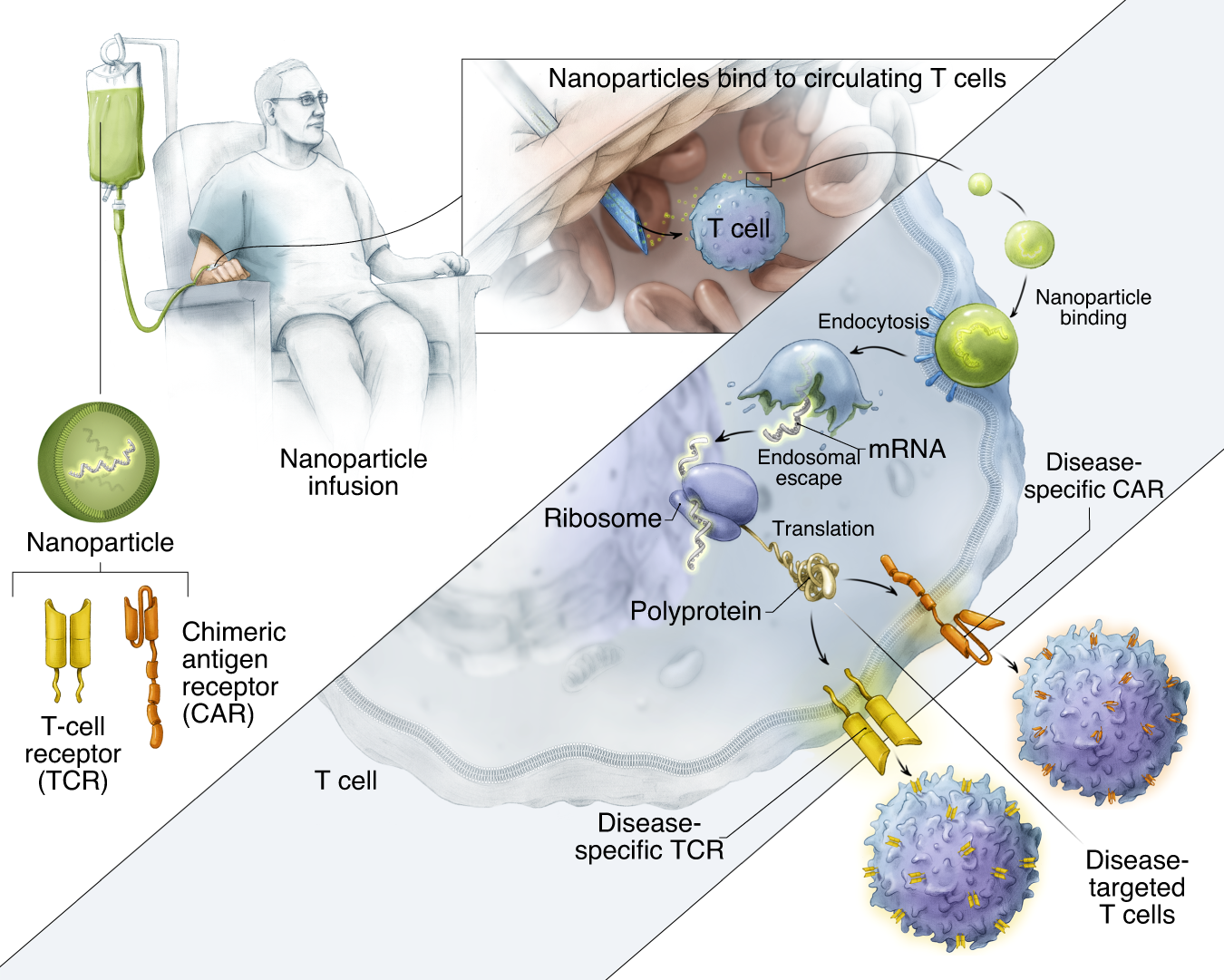 In vivo experiments) The methods of the in vivo experiment schedule.