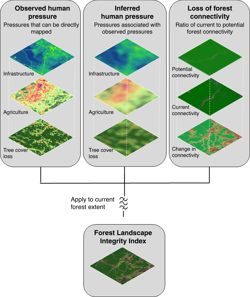 Anthropogenic modification of forests means only 40% of remaining forests  have high ecosystem integrity