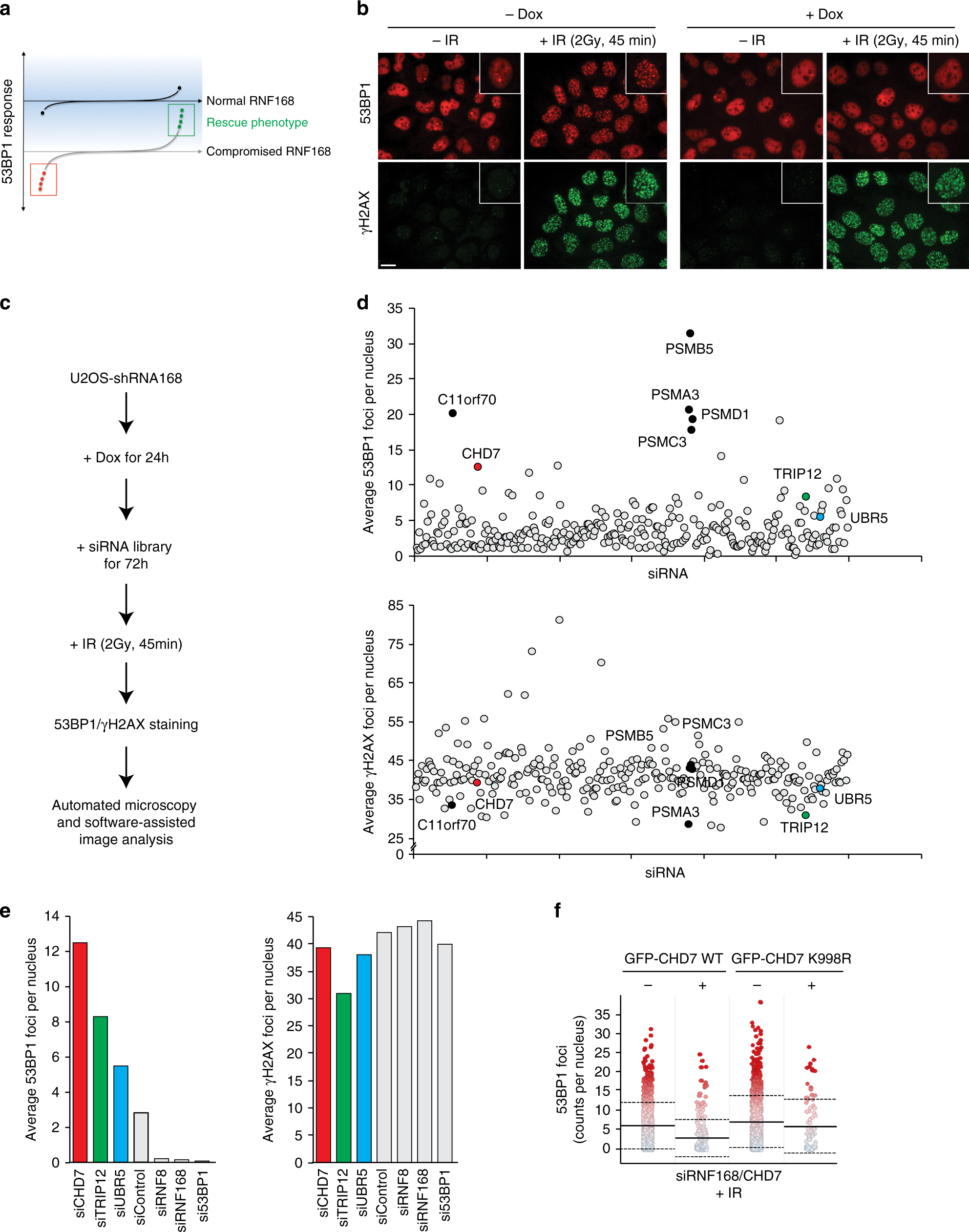 Chd7 And 53bp1 Regulate Distinct Pathways For The Re Ligation Of Dna Double Strand Breaks Nature Communications